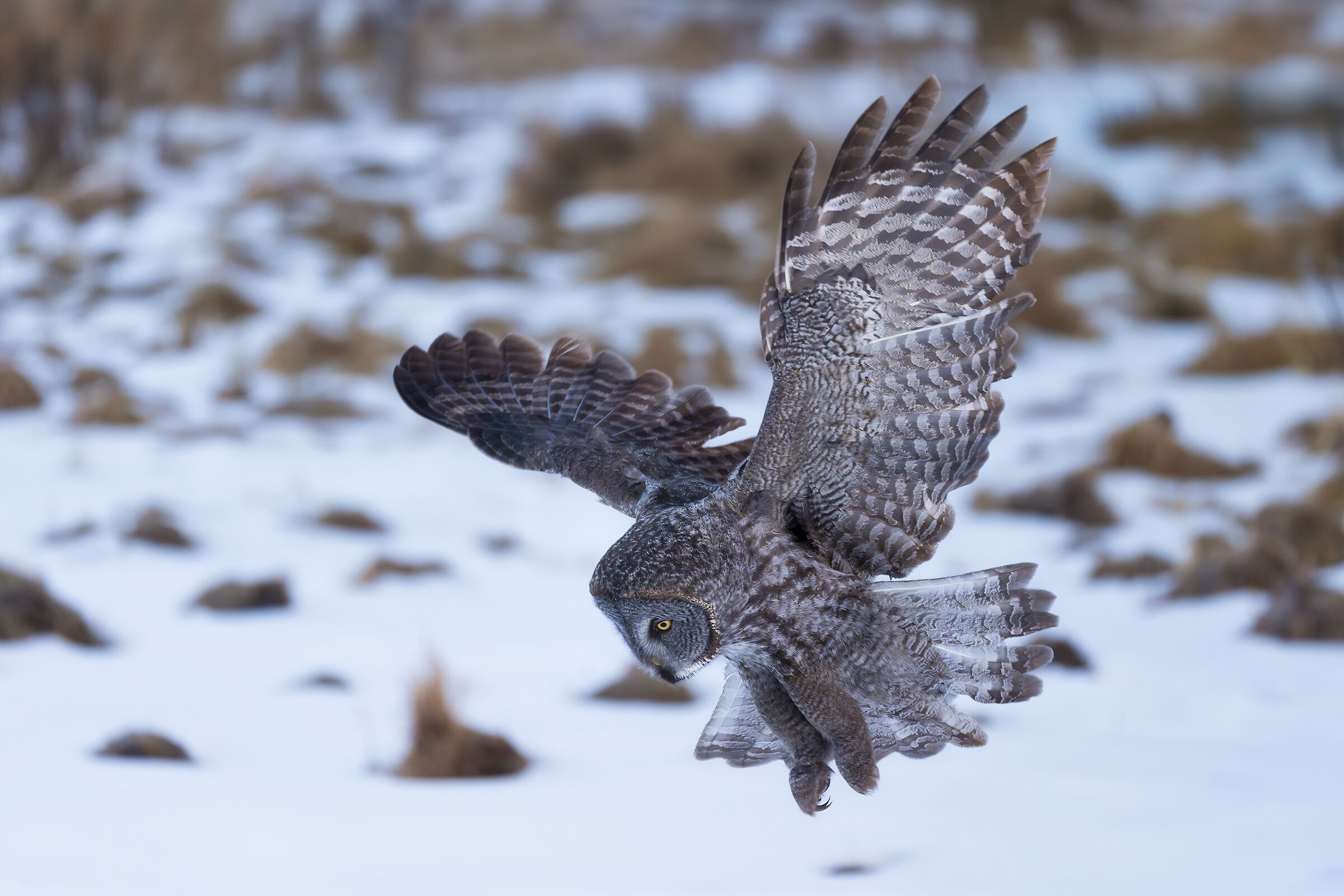 Allocco di Lapponia in caccia