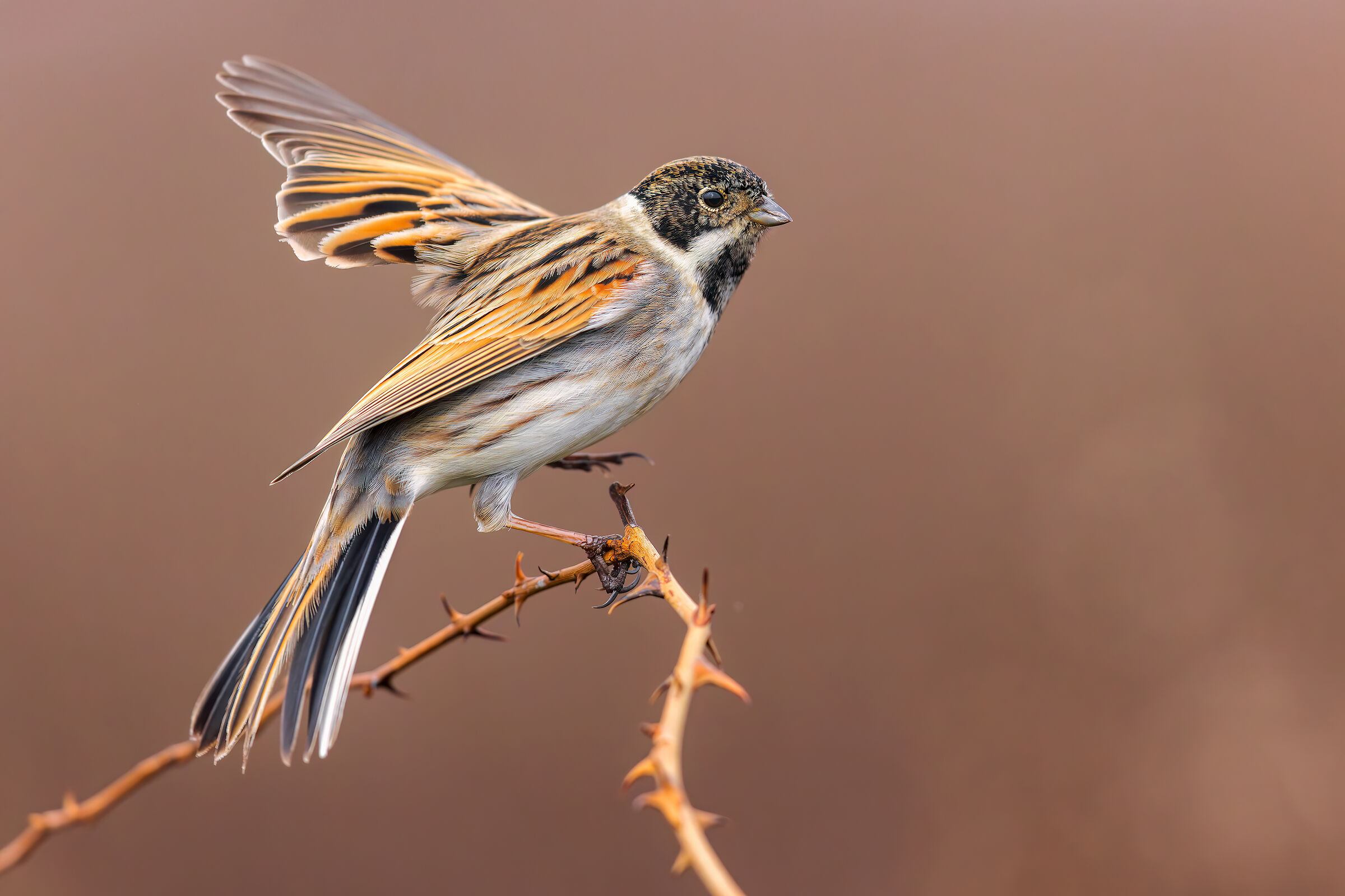 Migliarino di Palude