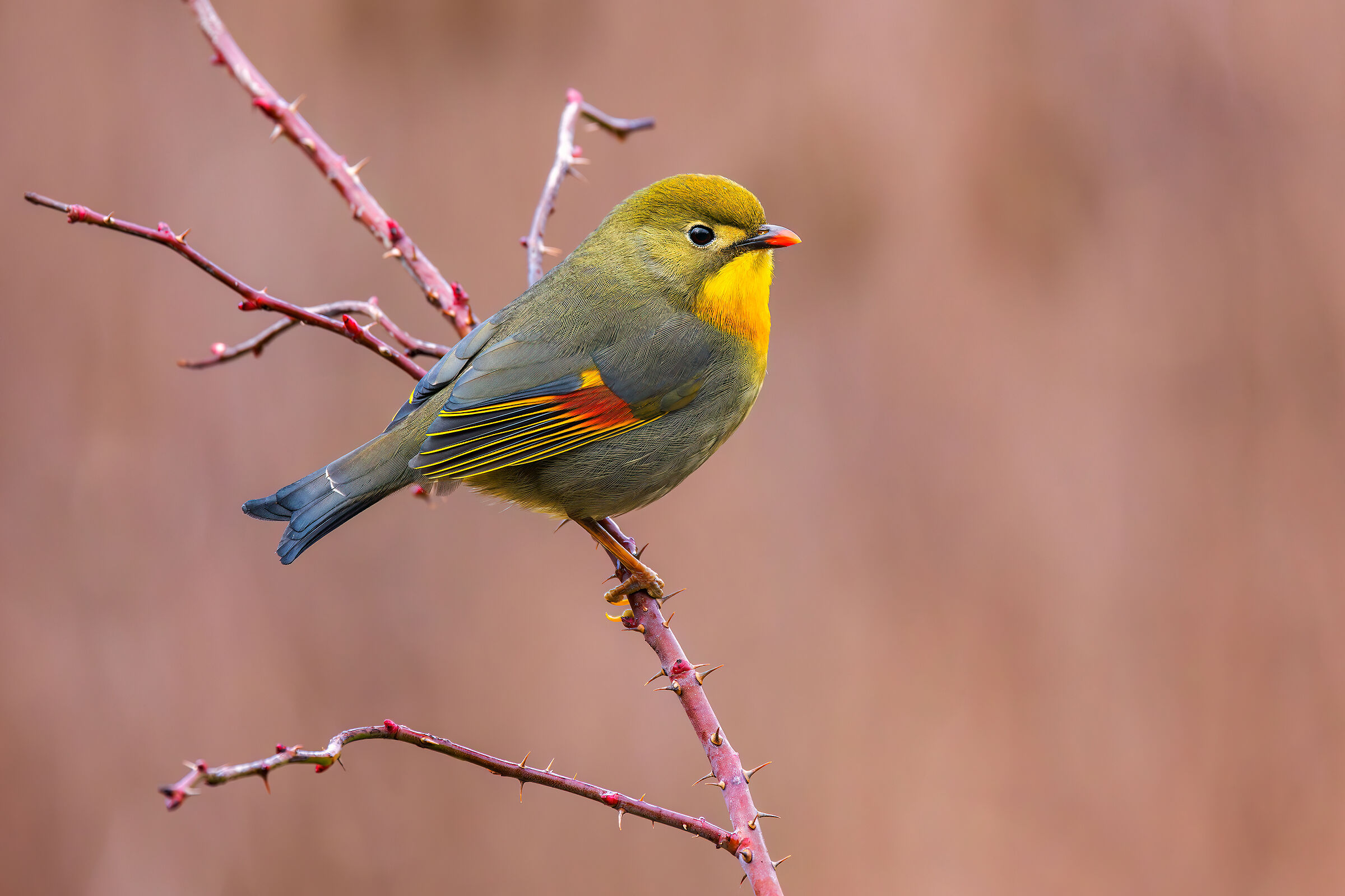 Usignolo del Giappone