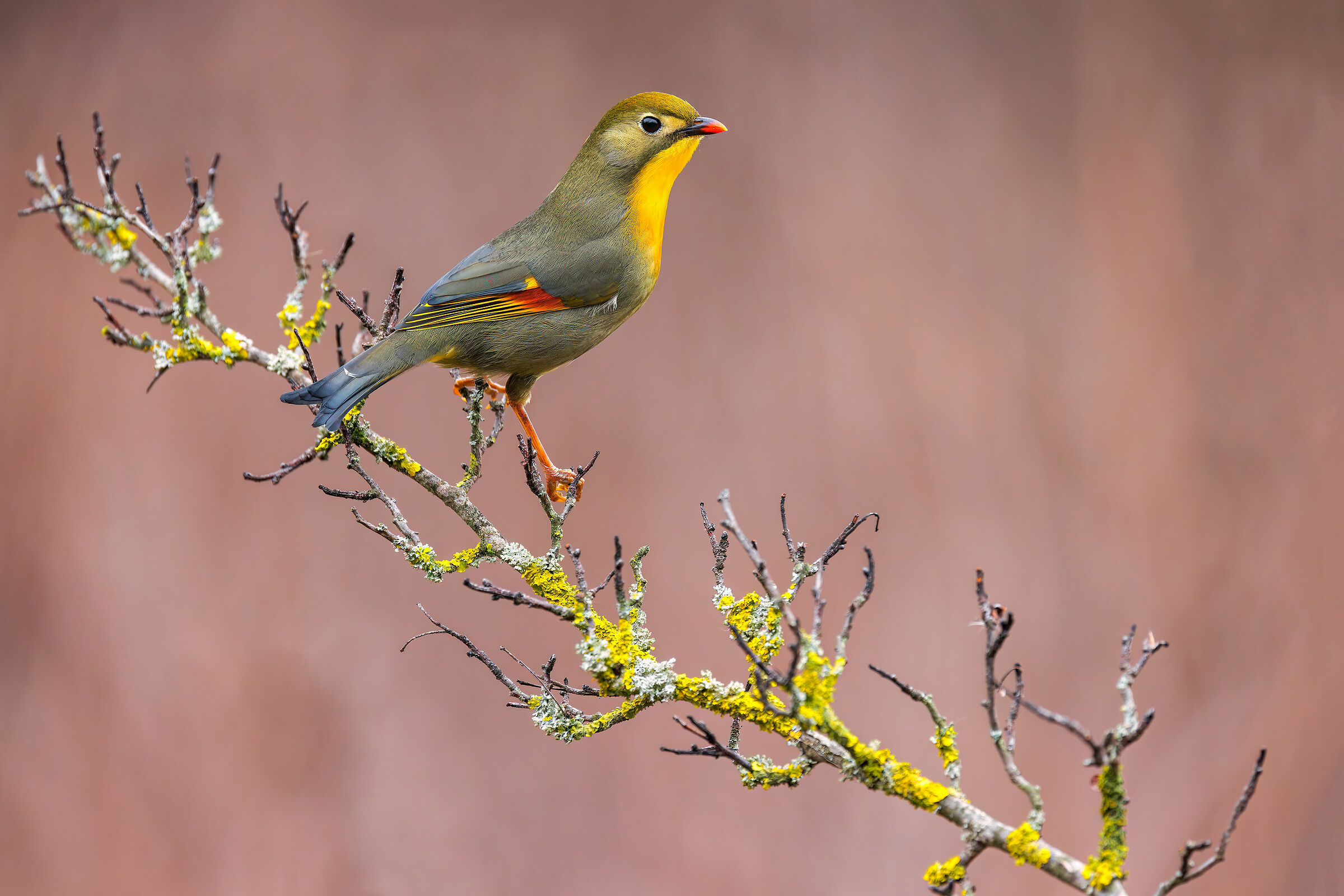 Usignolo del Giappone