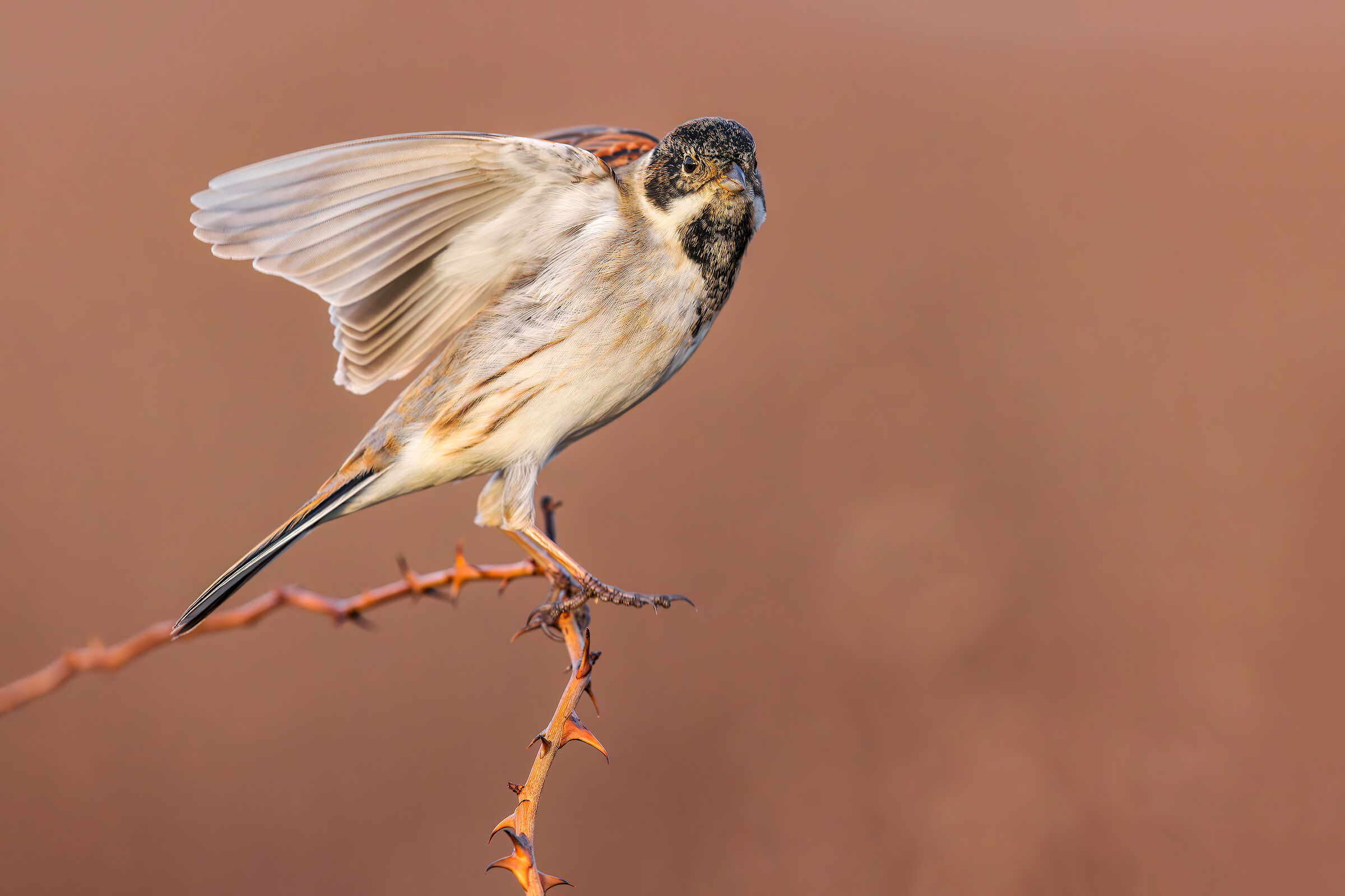 Migliarino di Palude