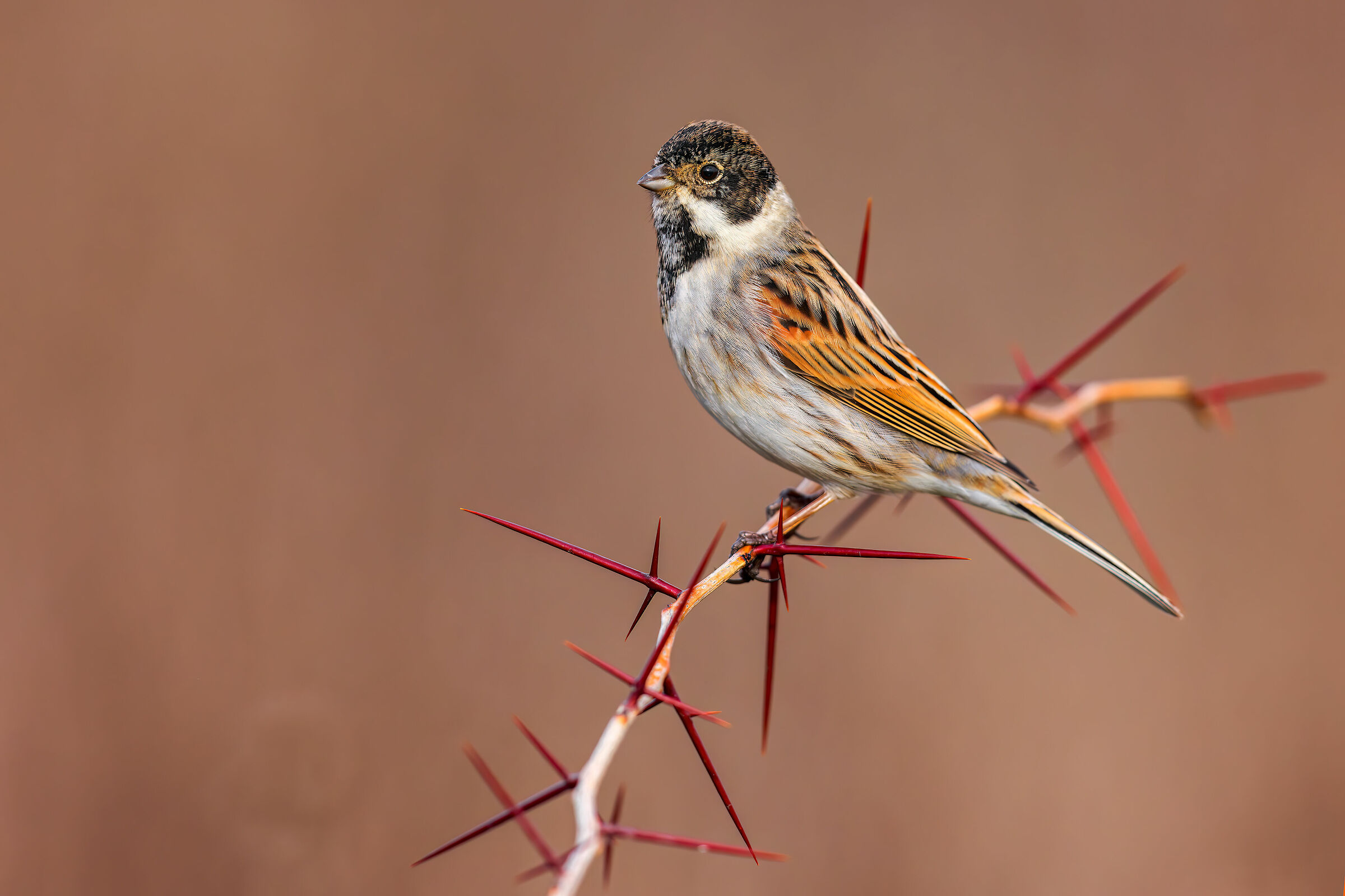 Migliarino di Palude