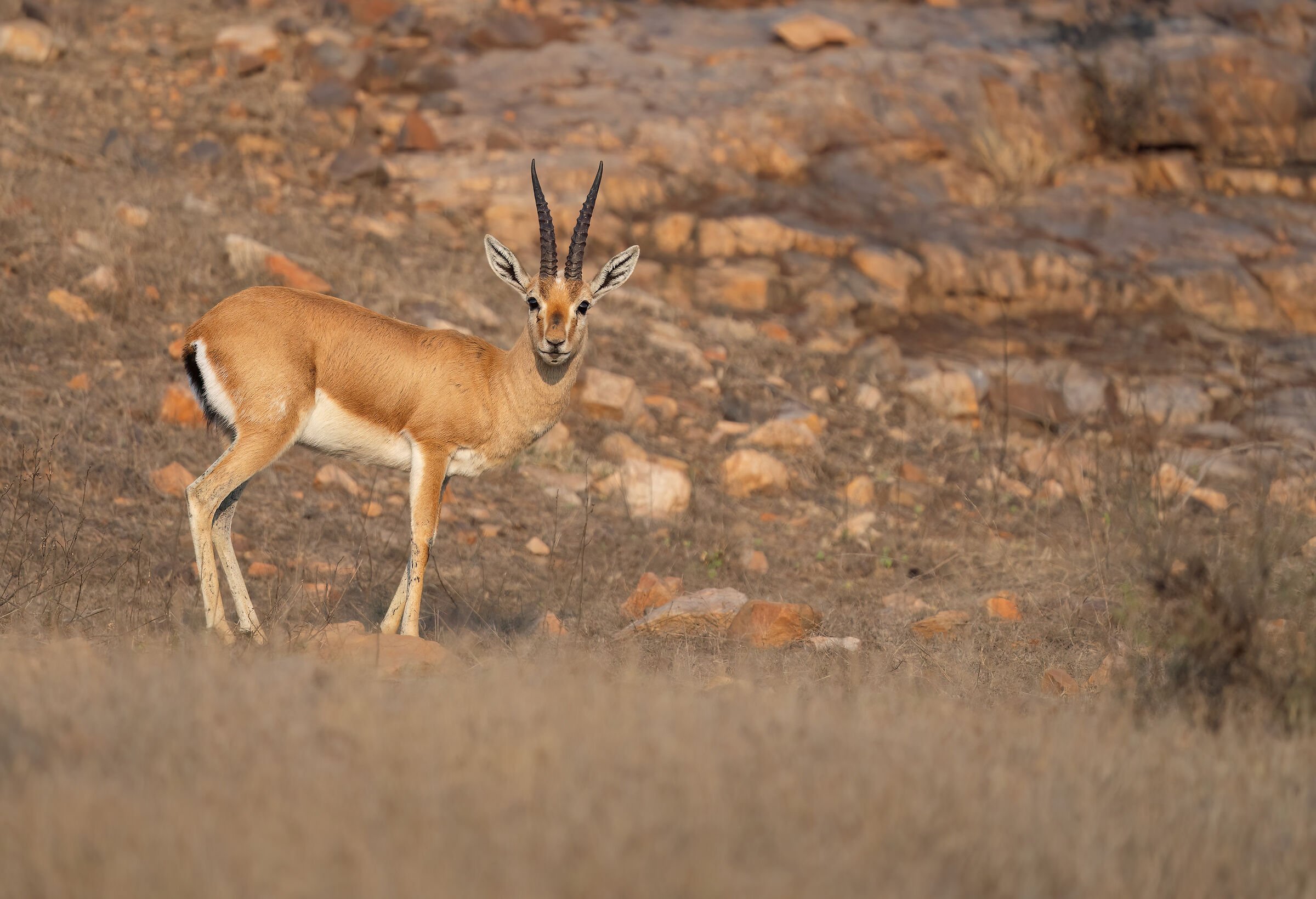 Gazzella indiana