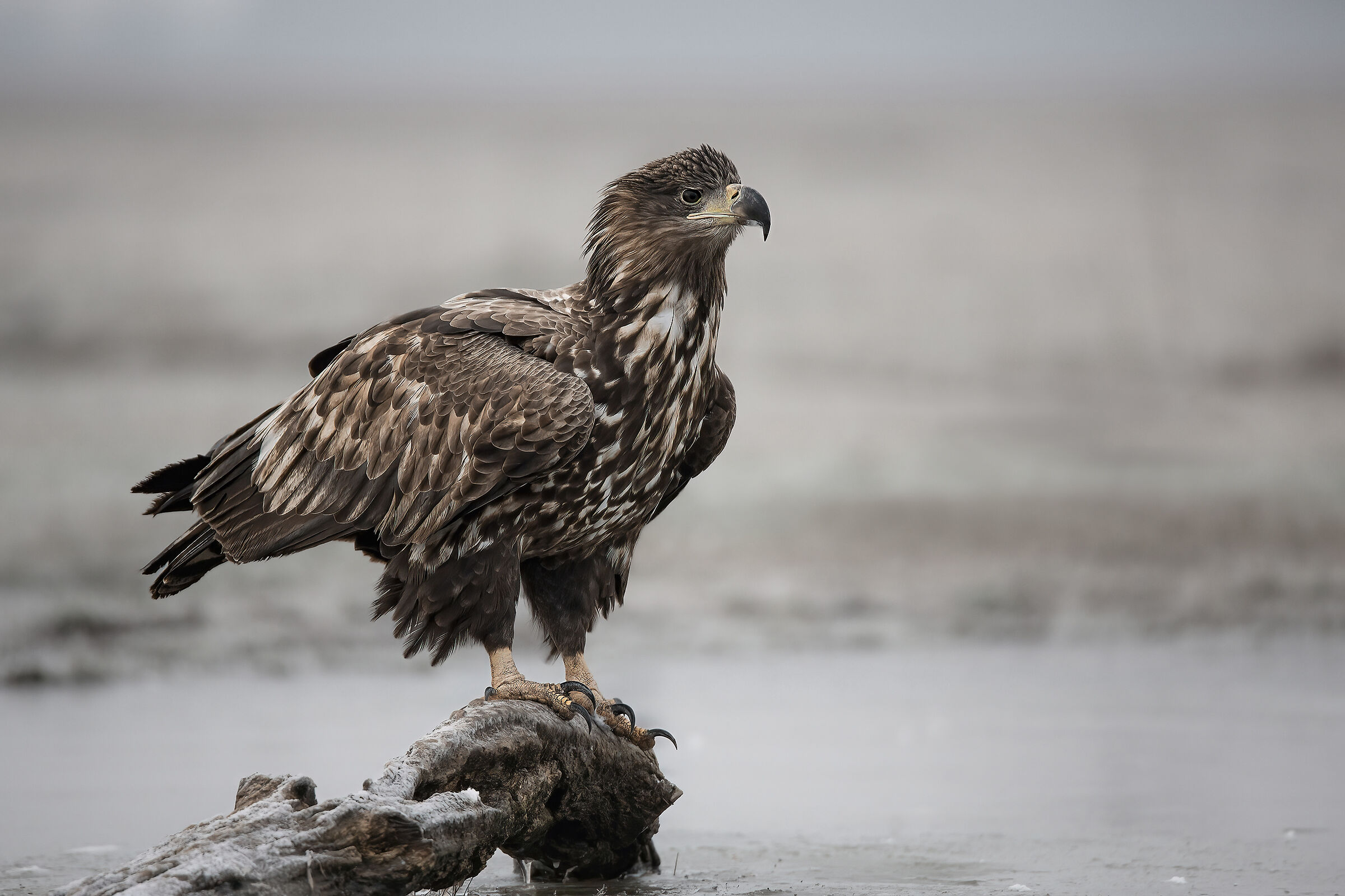 Sea Eagle
