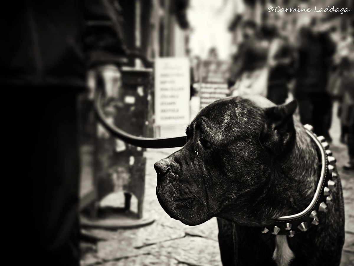 Cagnolone Napoletano