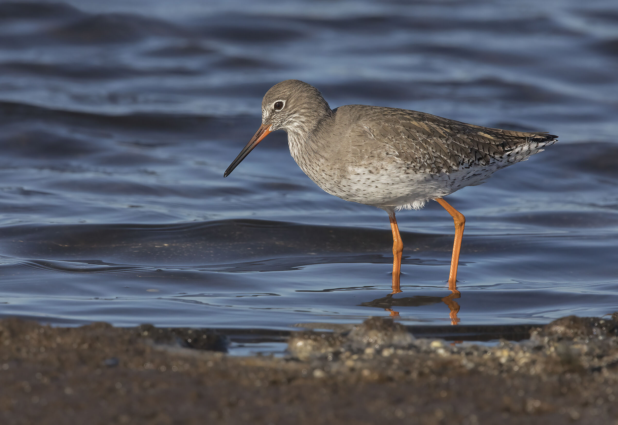 redshank