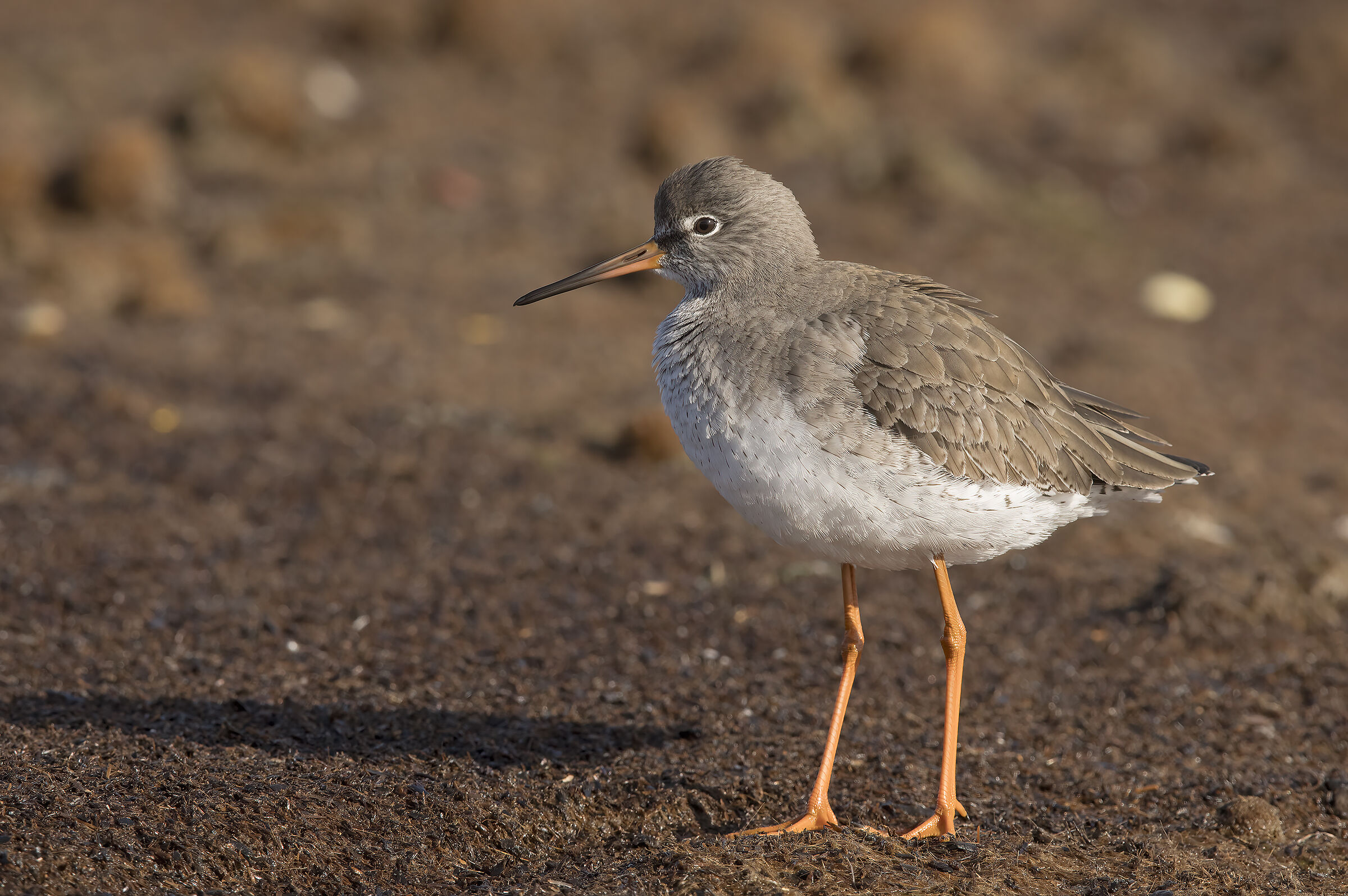redshank