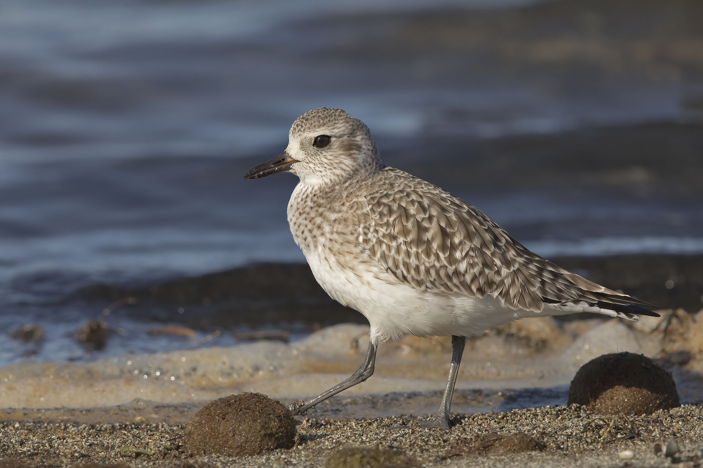 Fingerless Plover... Poor