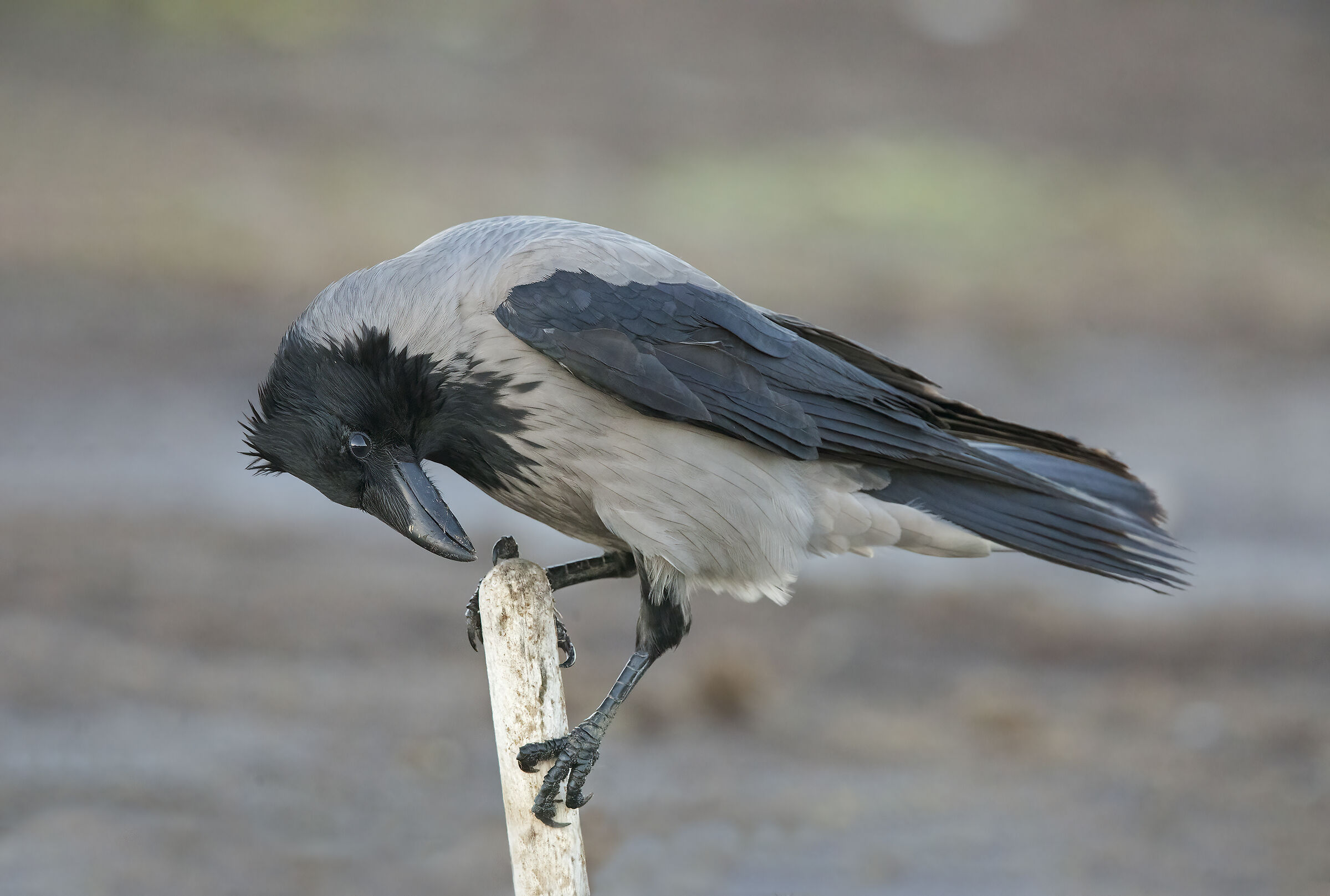 We'll end up photographing only them..........