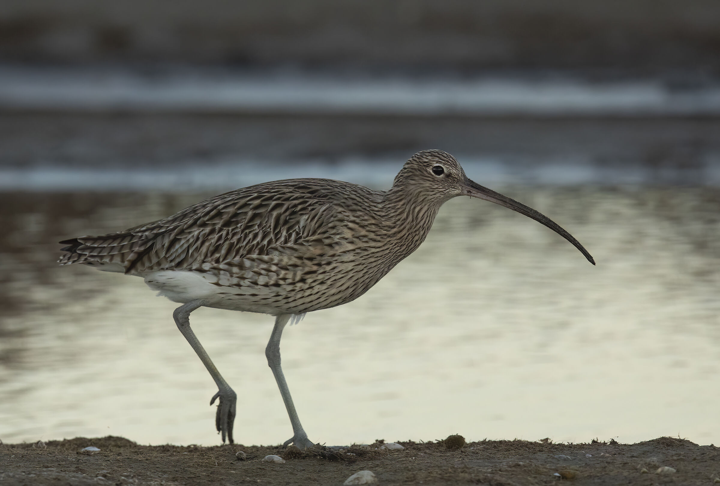 Curlew (Numenius arquata)