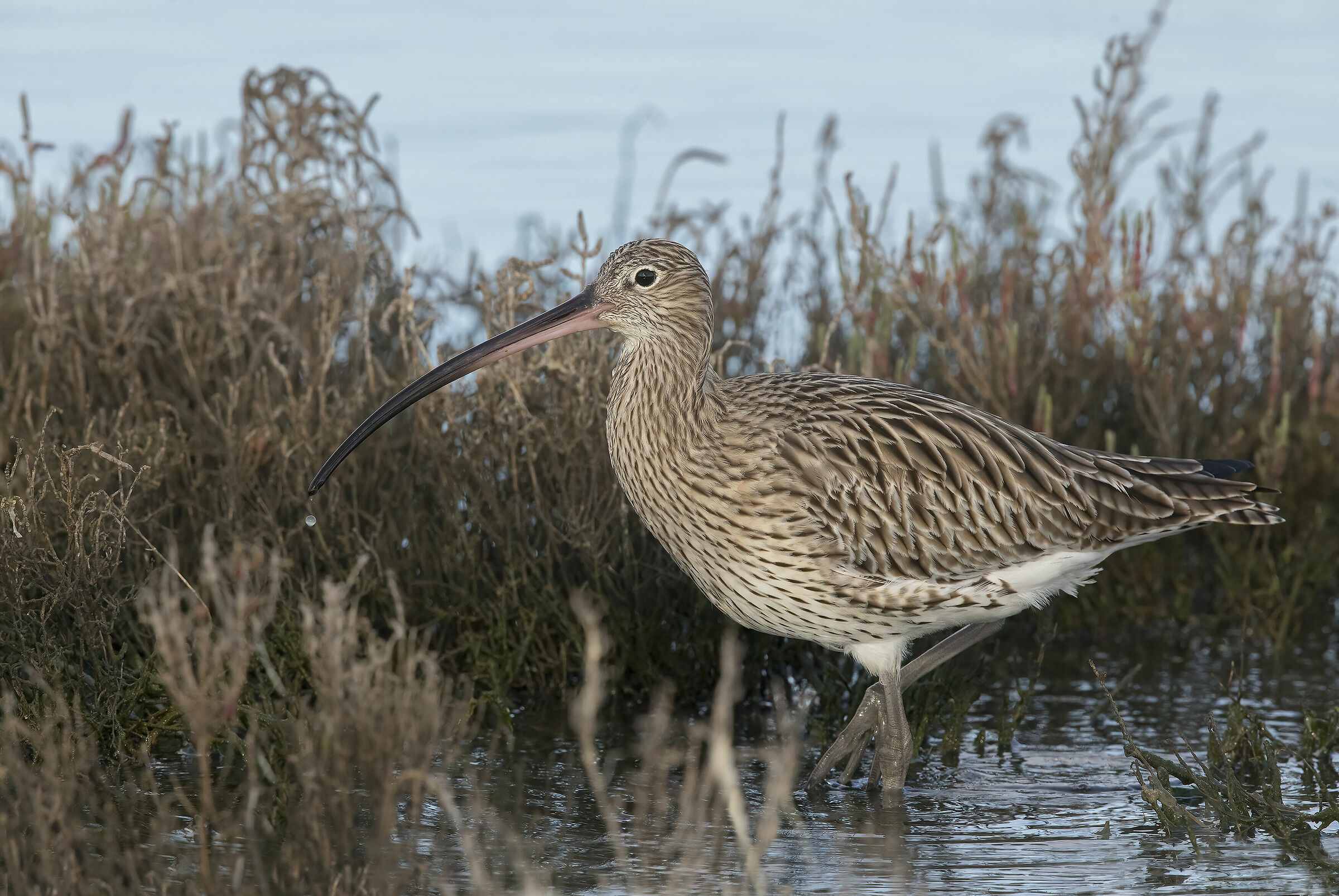 chiurlo maggiore (numenius arquata)