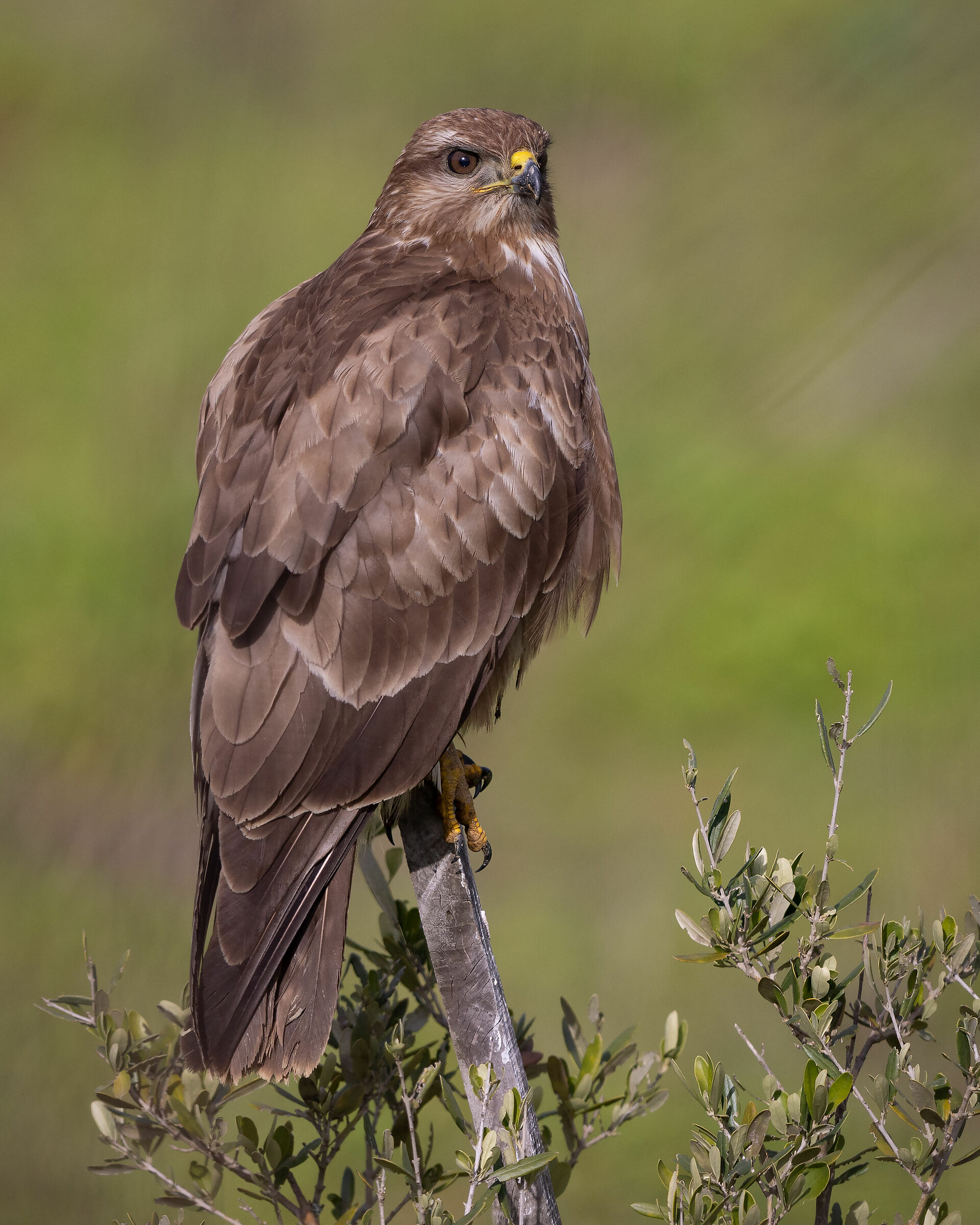 Buzzard