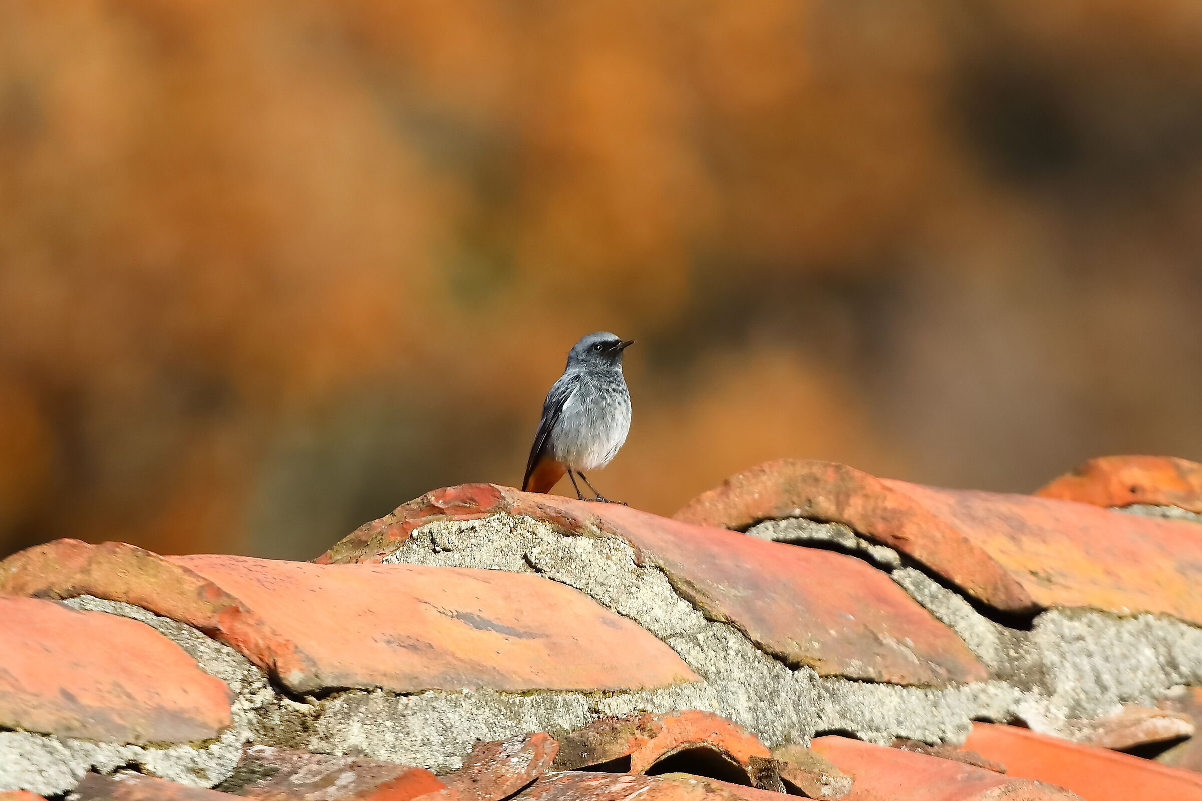 Redstart M 19-12-2023