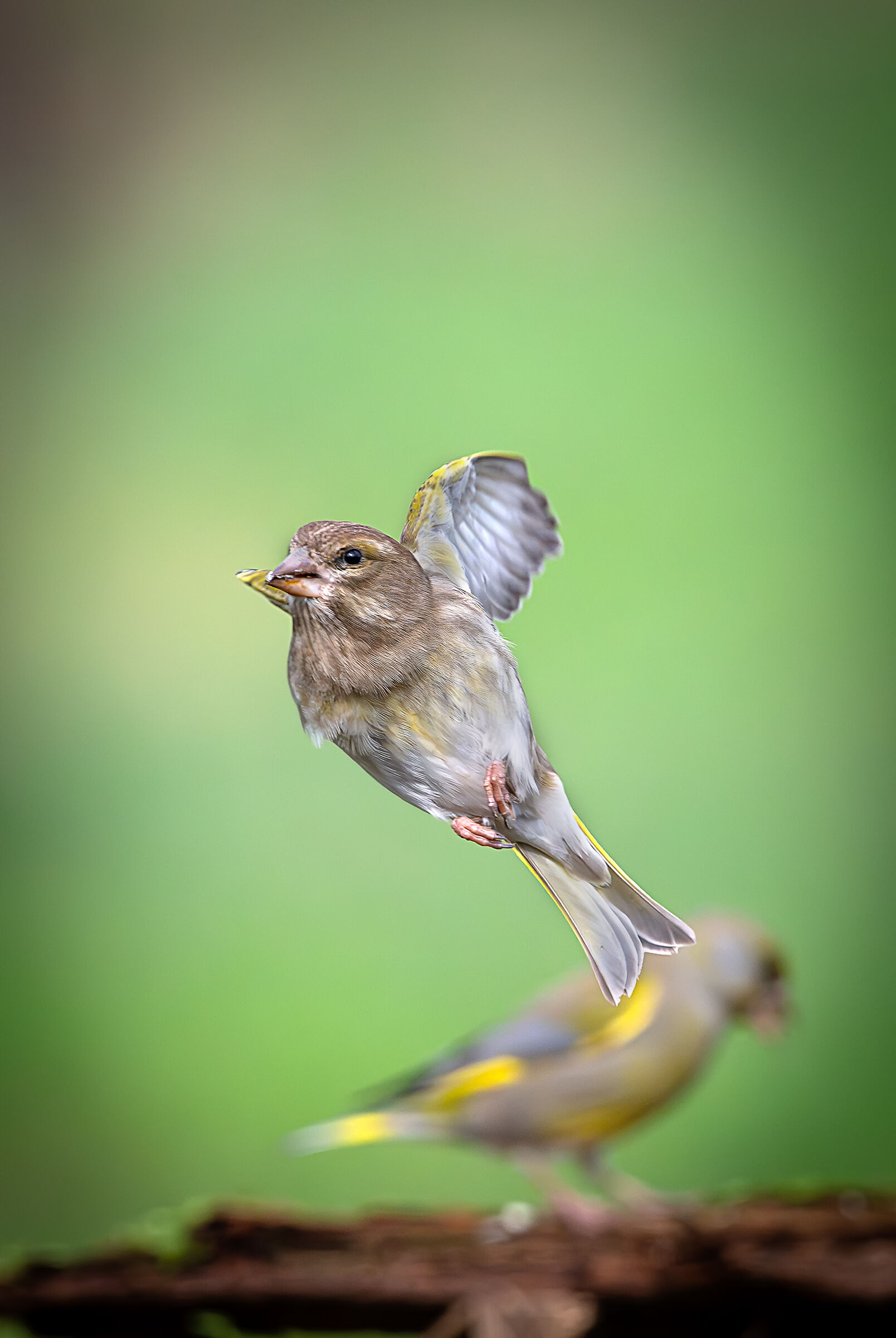 ... and the "green" flight stands out