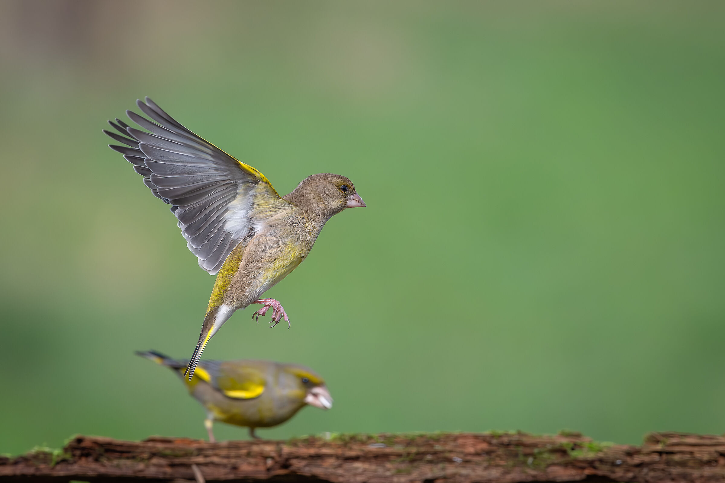 Here is my best profile "Verdone"