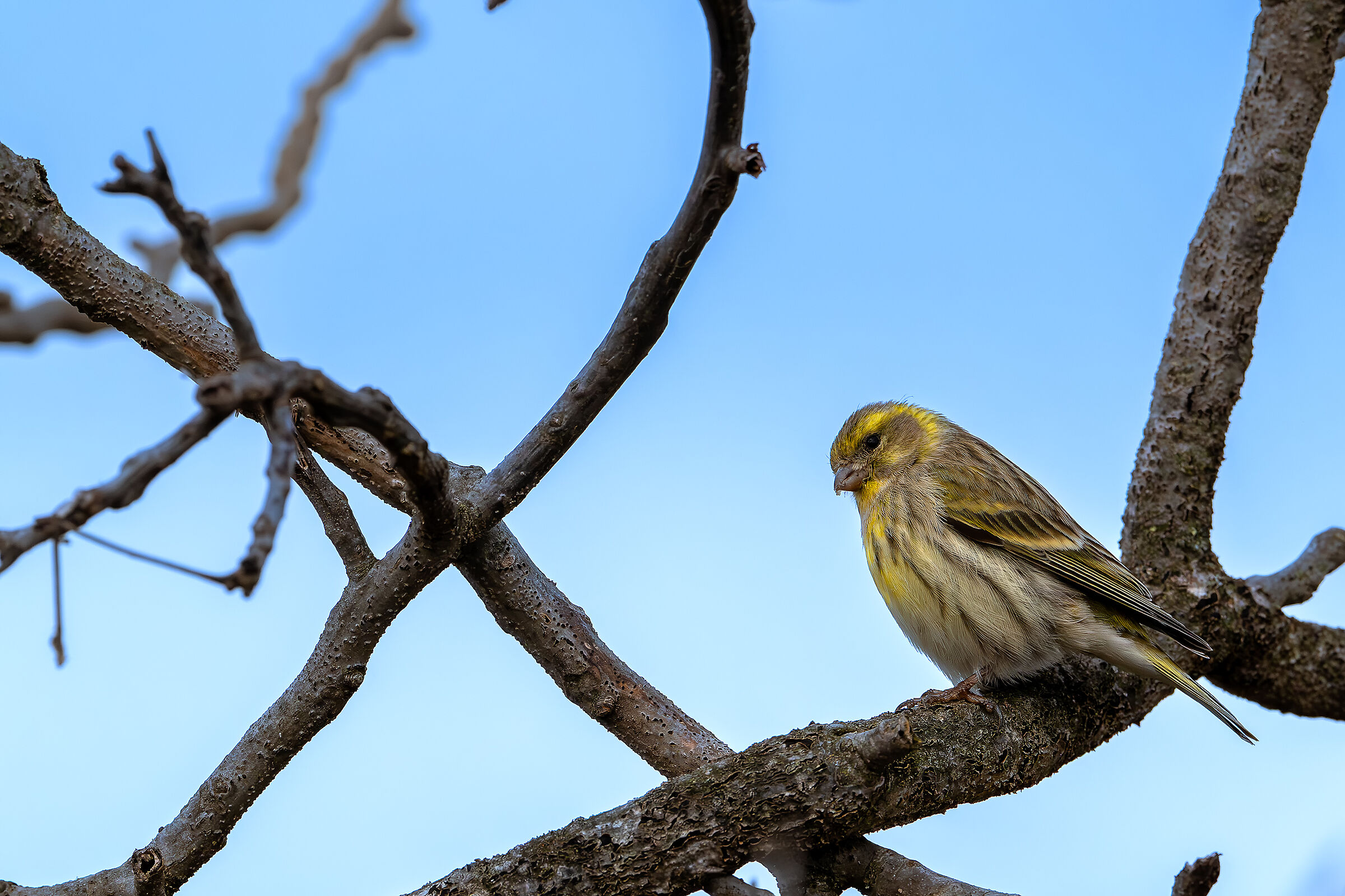Lucherino femmina #capannocora