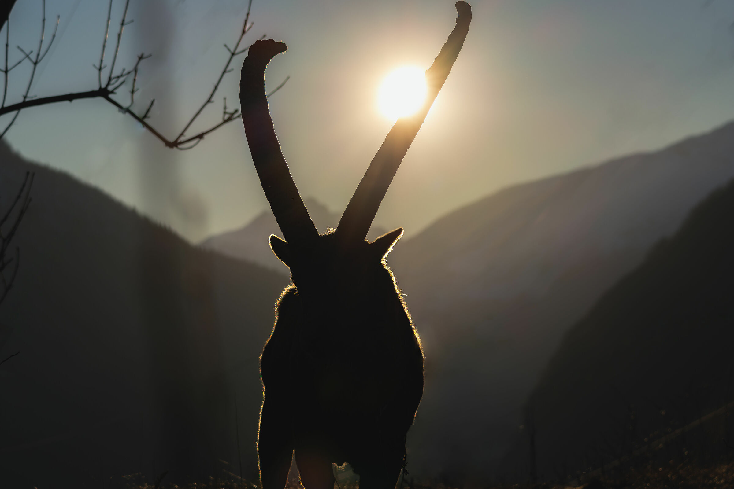 Ibex silhouette