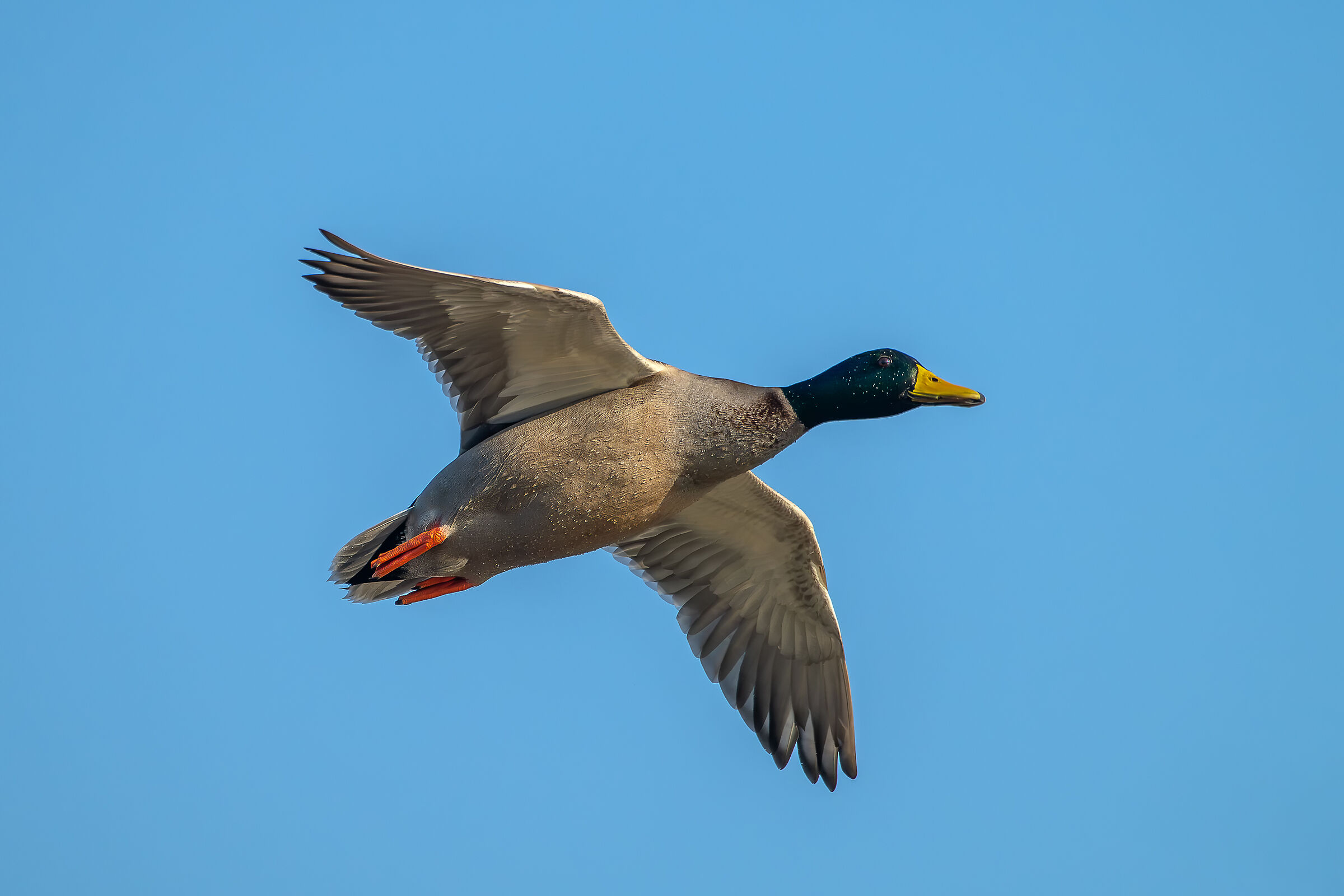 Female mallard