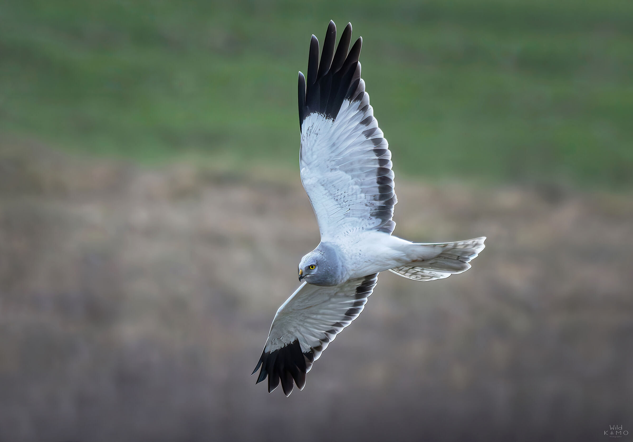 Albanella Reale Maschio