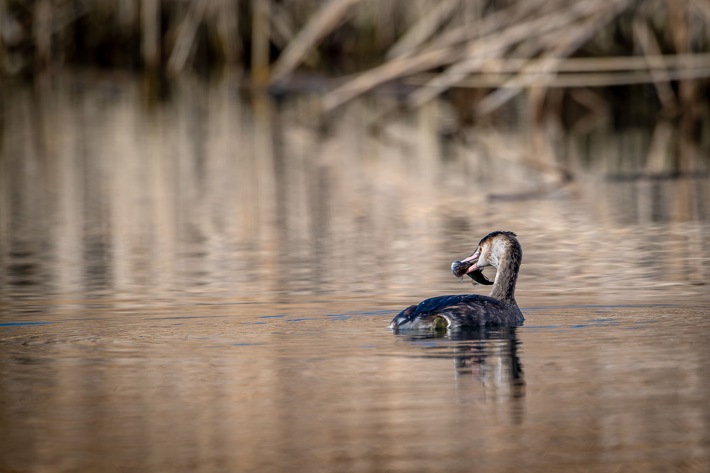 Grebe with prey