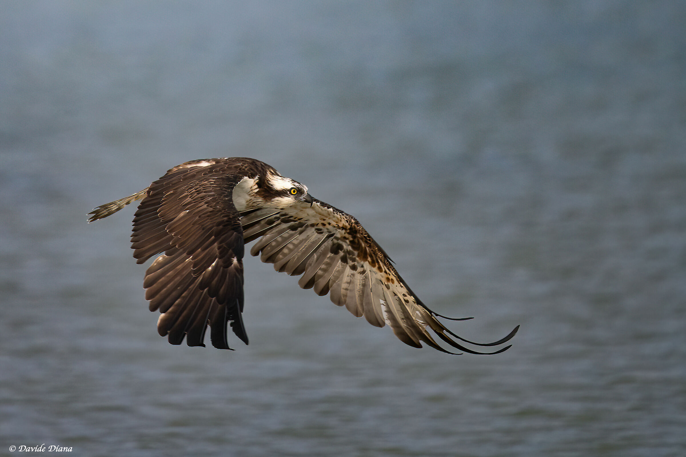 Osprey - Pandion haliaetus - Cabras - Sardinia