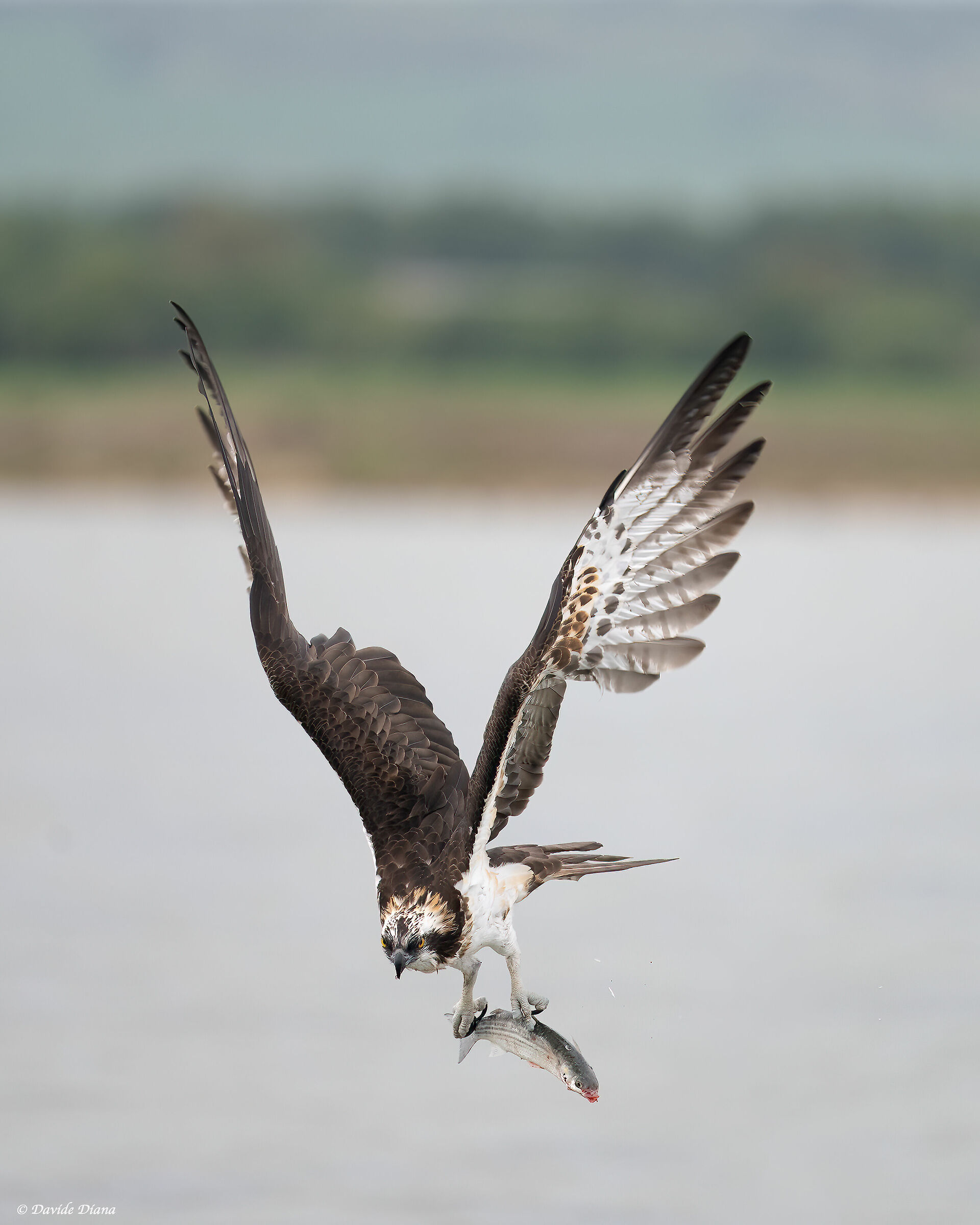 Osprey - Pandion haliaetus - Cabras - Sardinia