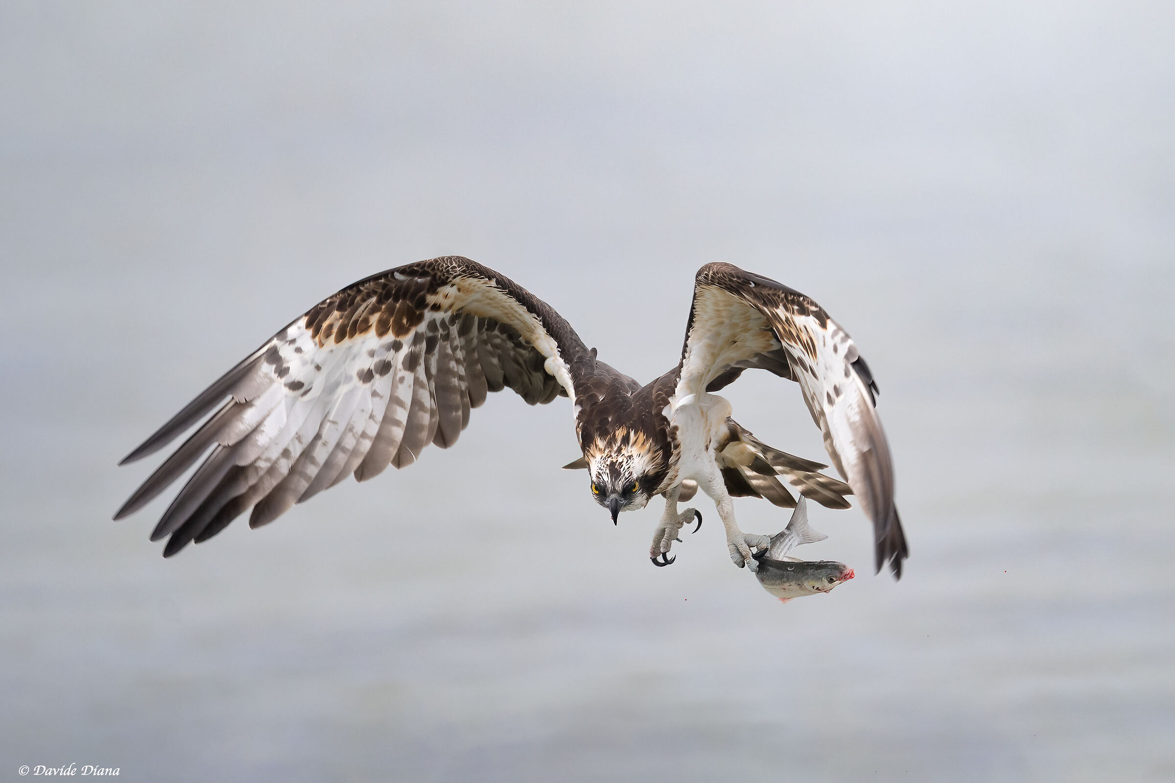 Osprey - Pandion haliaetus - Cabras - Sardinia