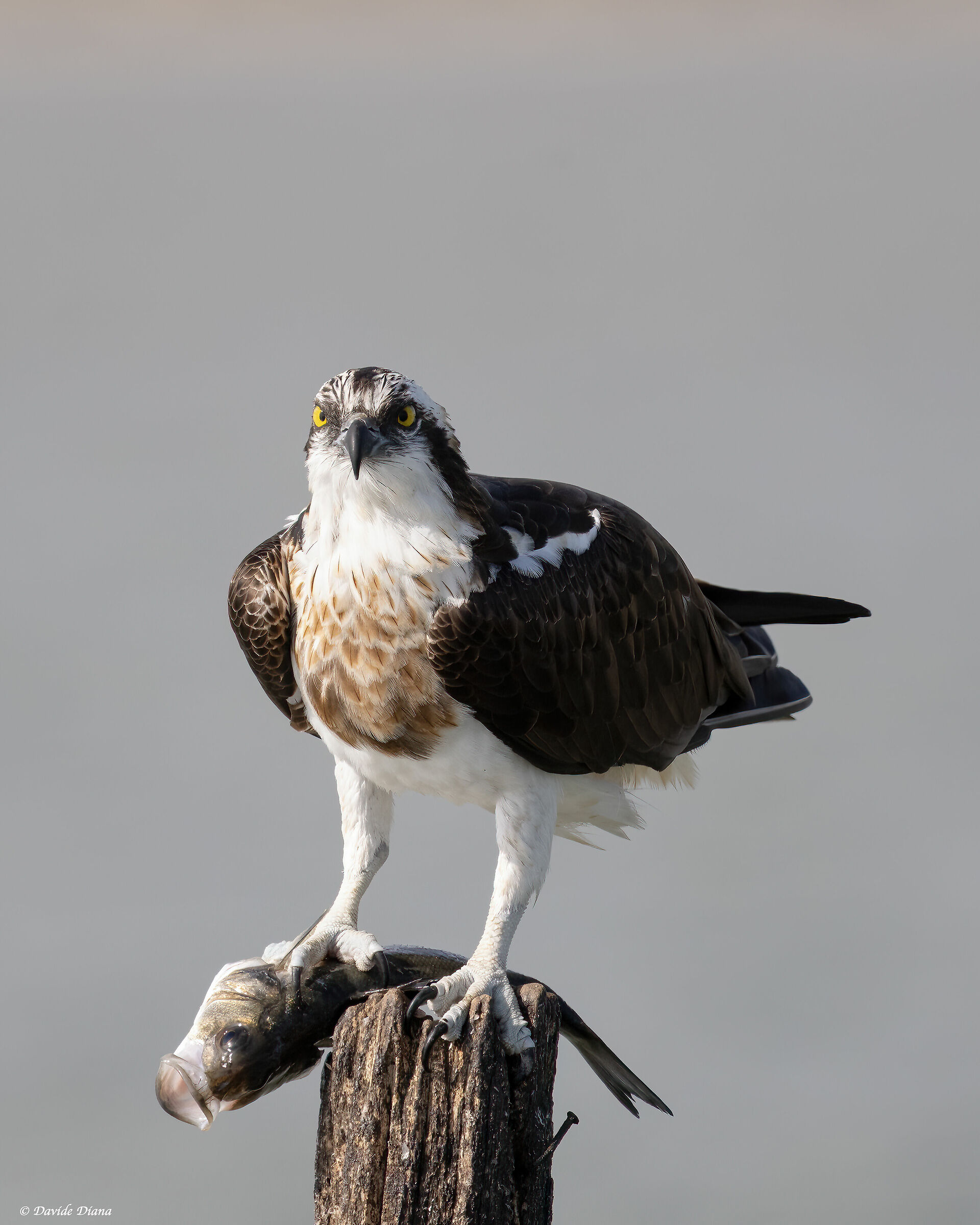 Osprey - Pandion haliaetus - Cabras - Sardinia