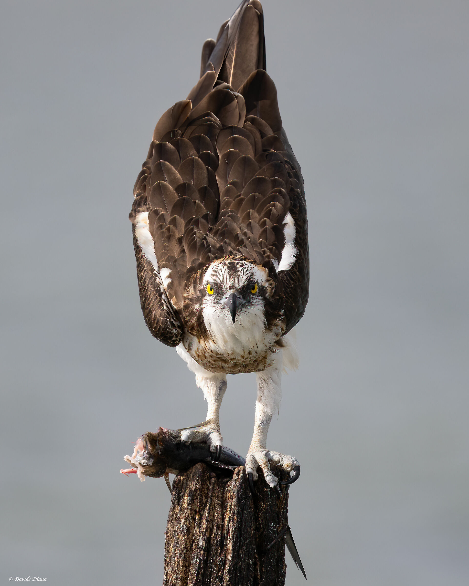 Osprey - Pandion haliaetus - Cabras - Sardinia