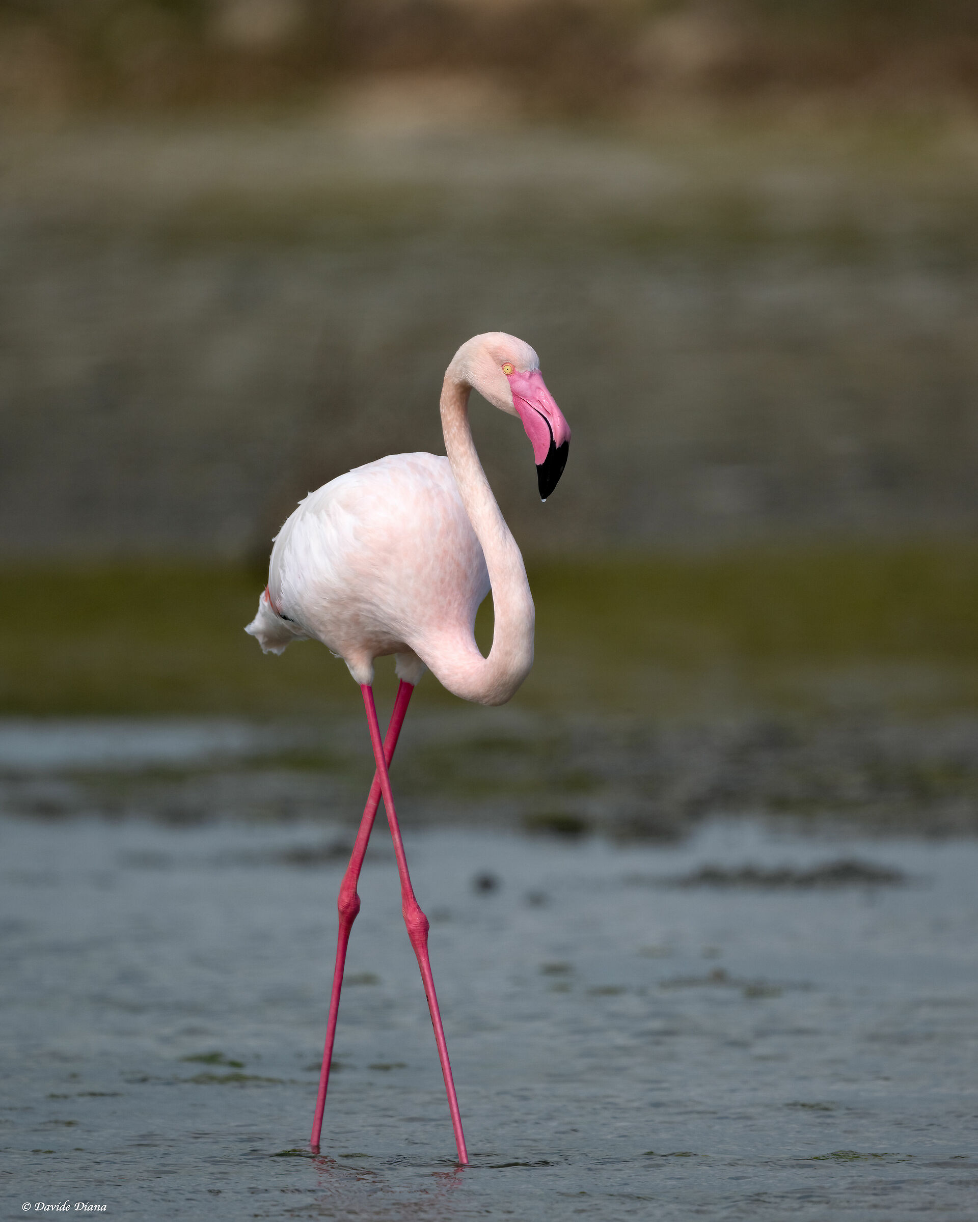 Pink Flamingo