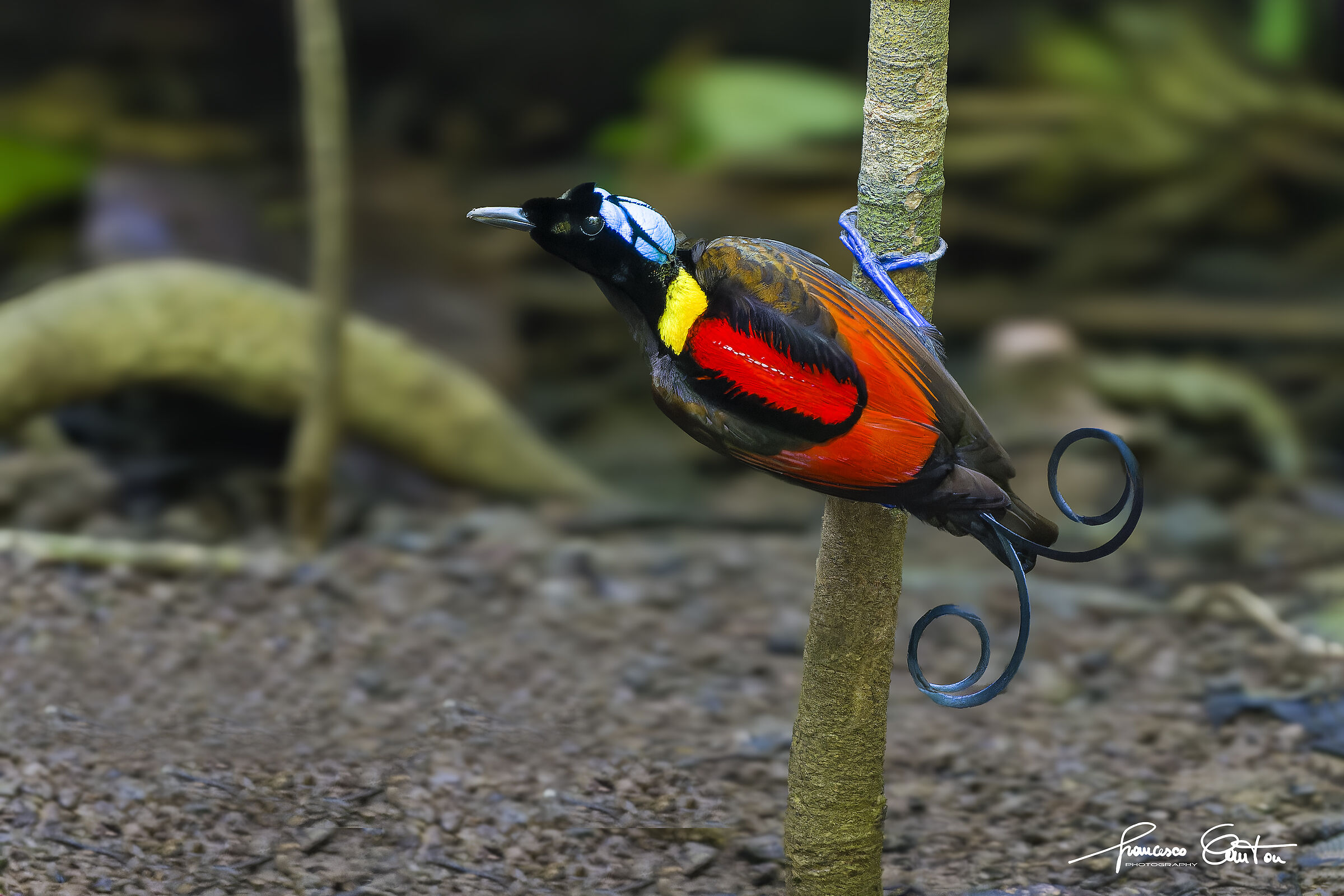 Wilson uccello del paradiso