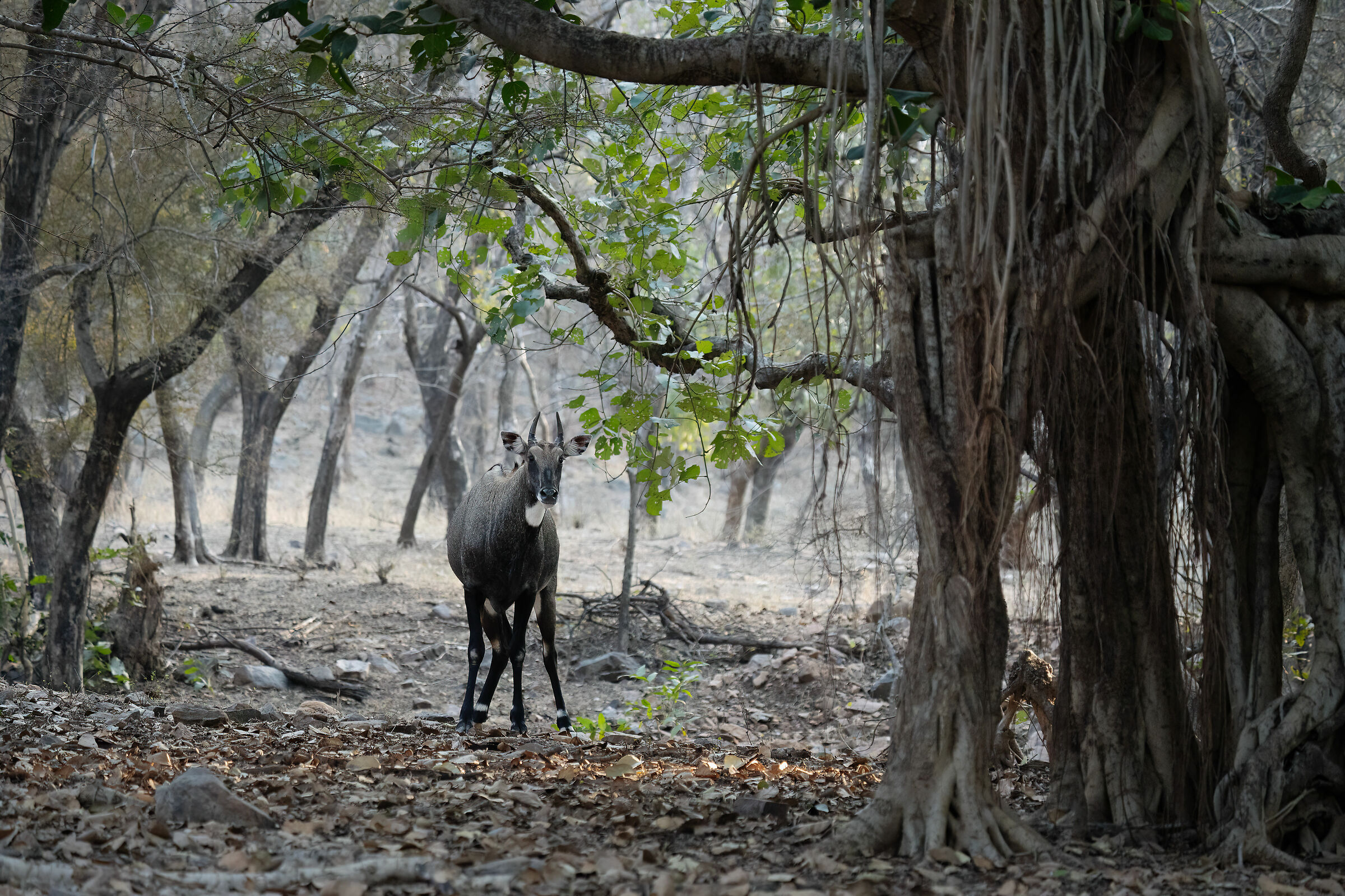 Nilgai