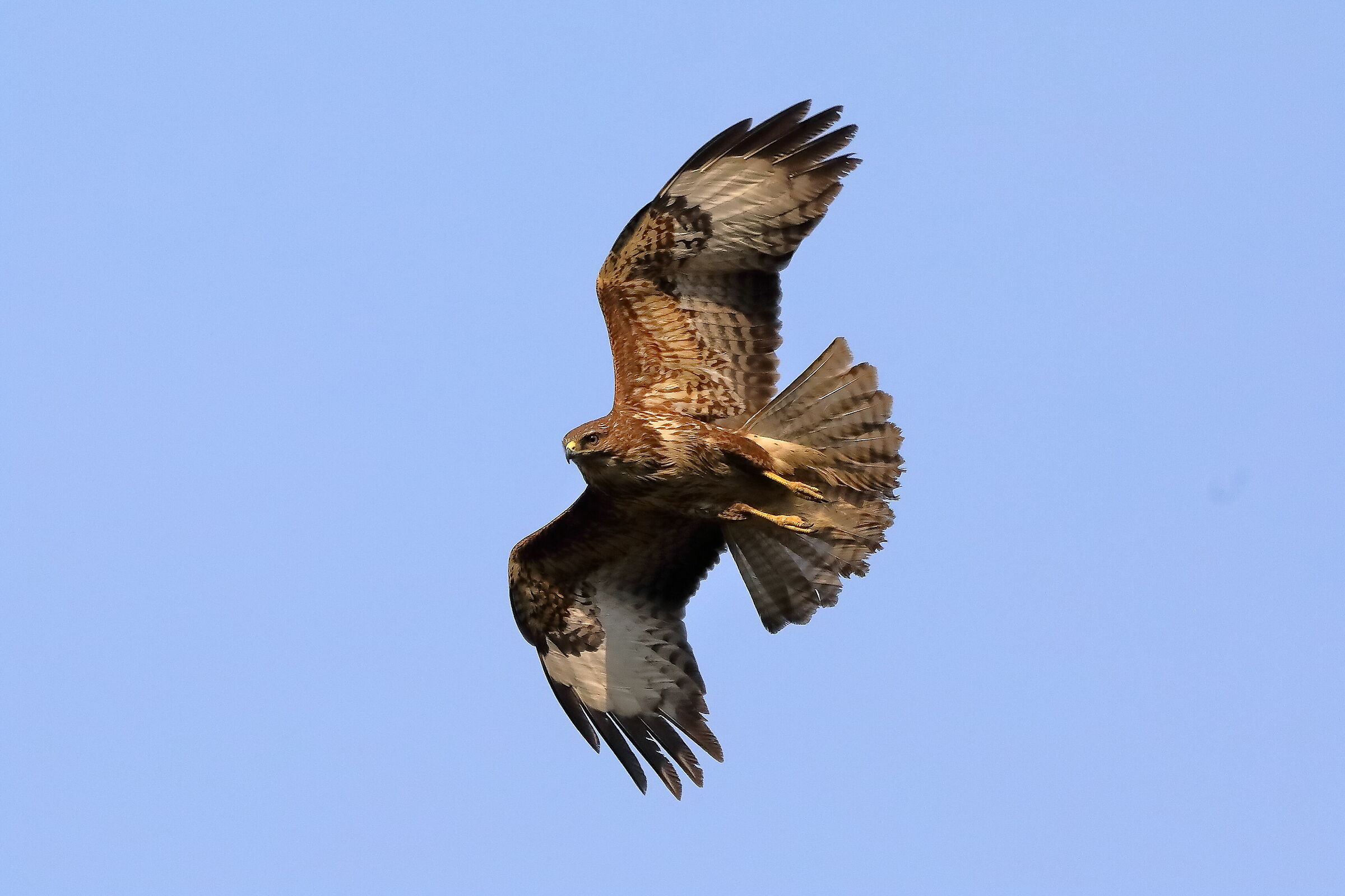 Buzzard 27 March 2022 - 0153