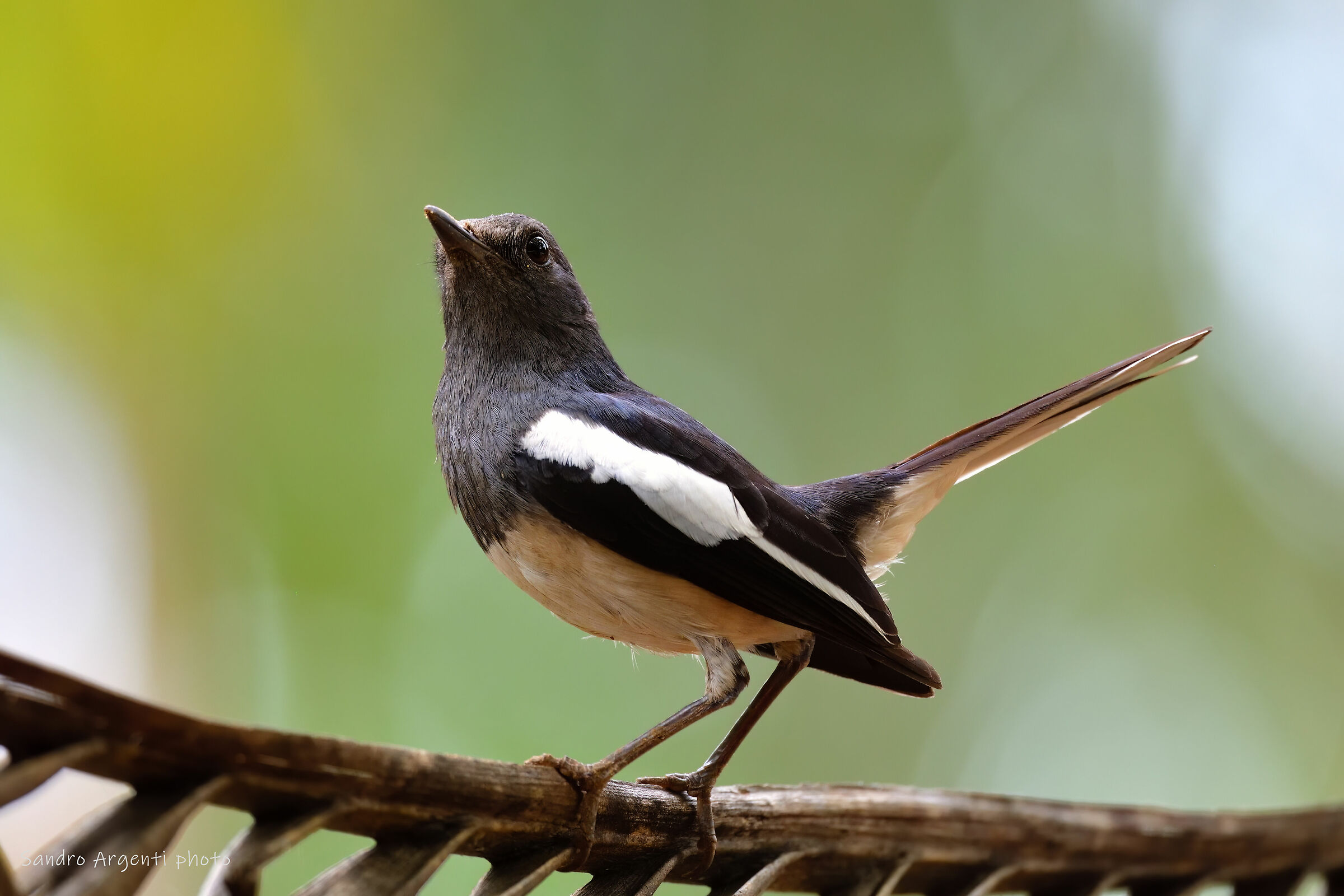 Oriental Magpie-robin (Copsychus saularis). Sri Lanka.