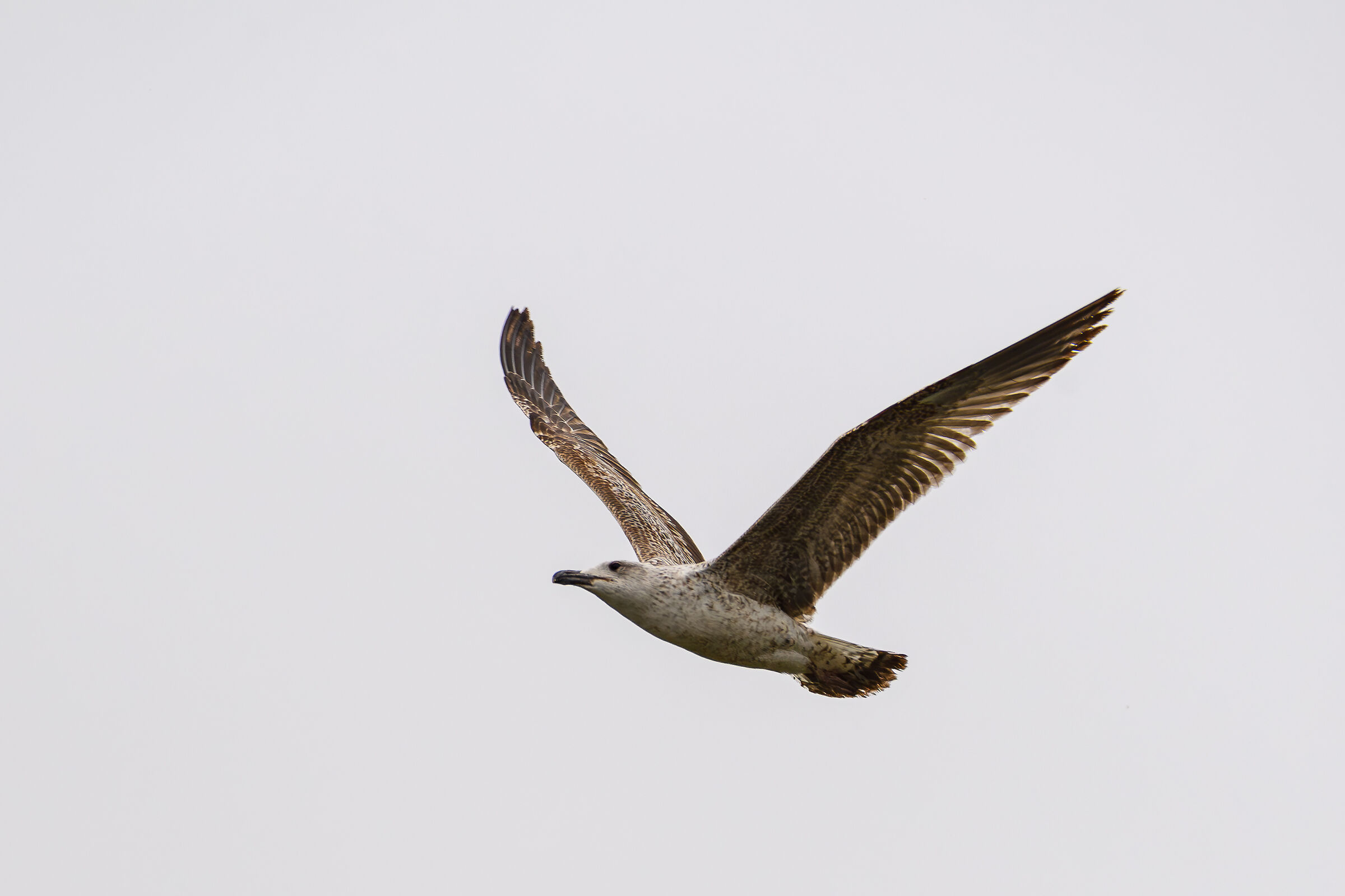 Gull