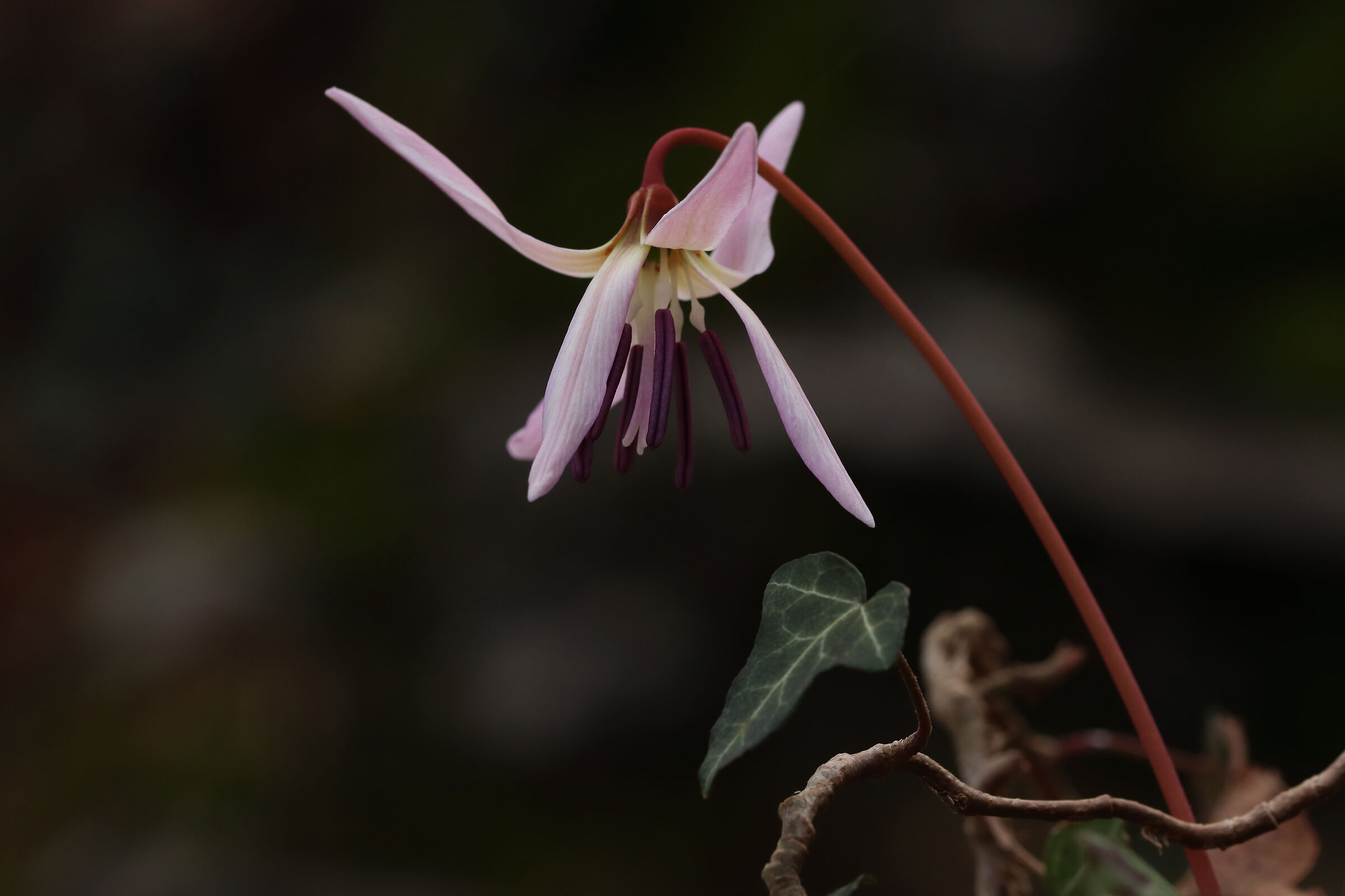 FIRST FRUITS - Erythronium dens-canis
