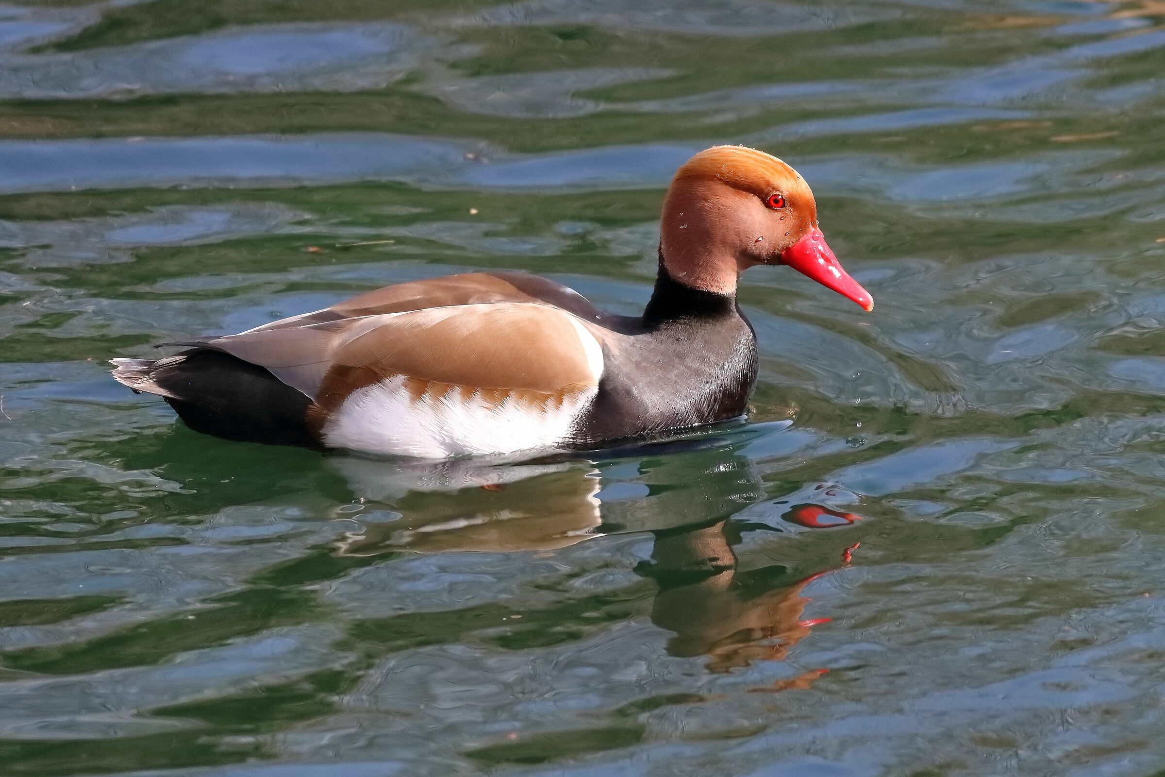 Turkish Fistion 28 February 2024 - 0003