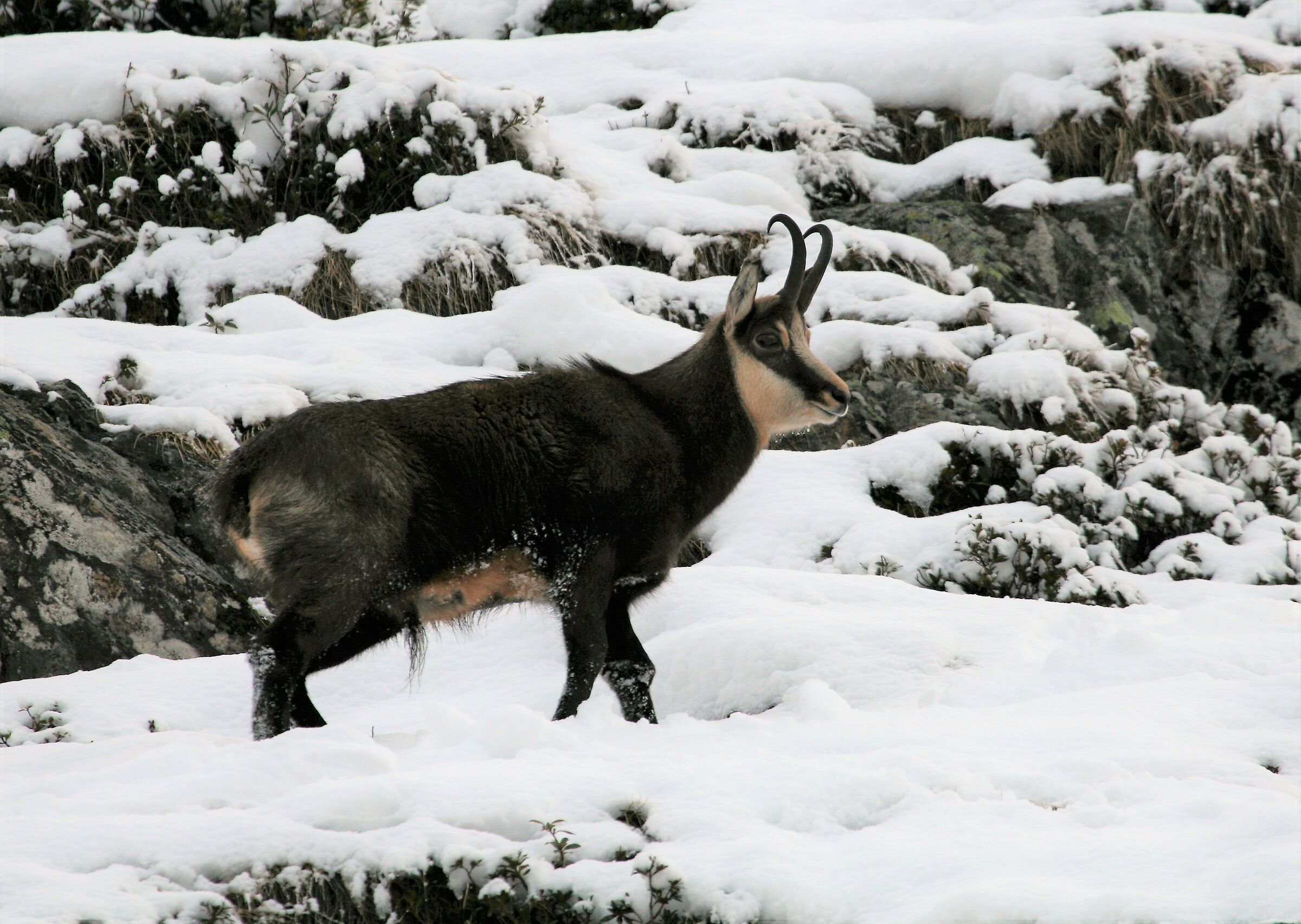 e' arrivata le neve !!!