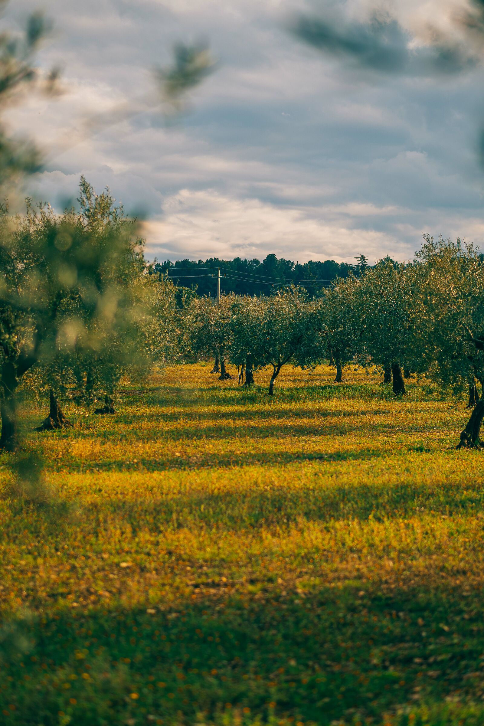 Olive Trees