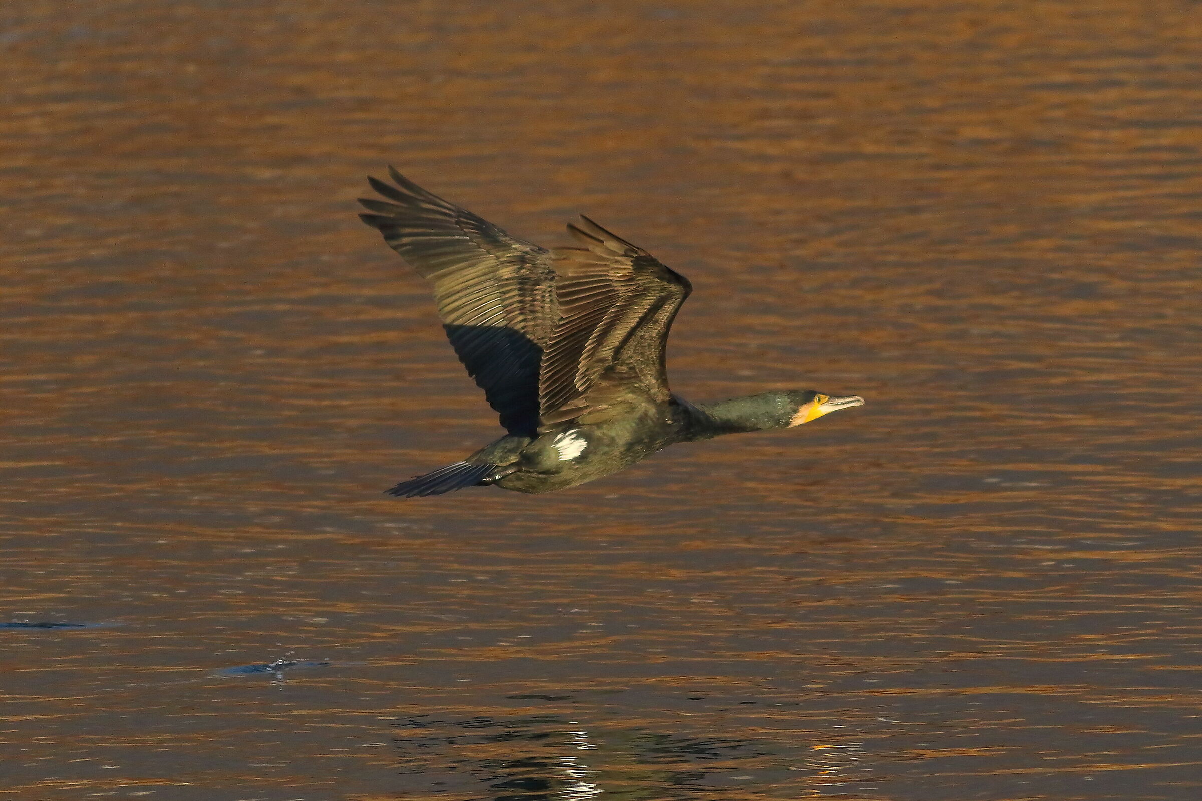Cormorant 20-12-2023