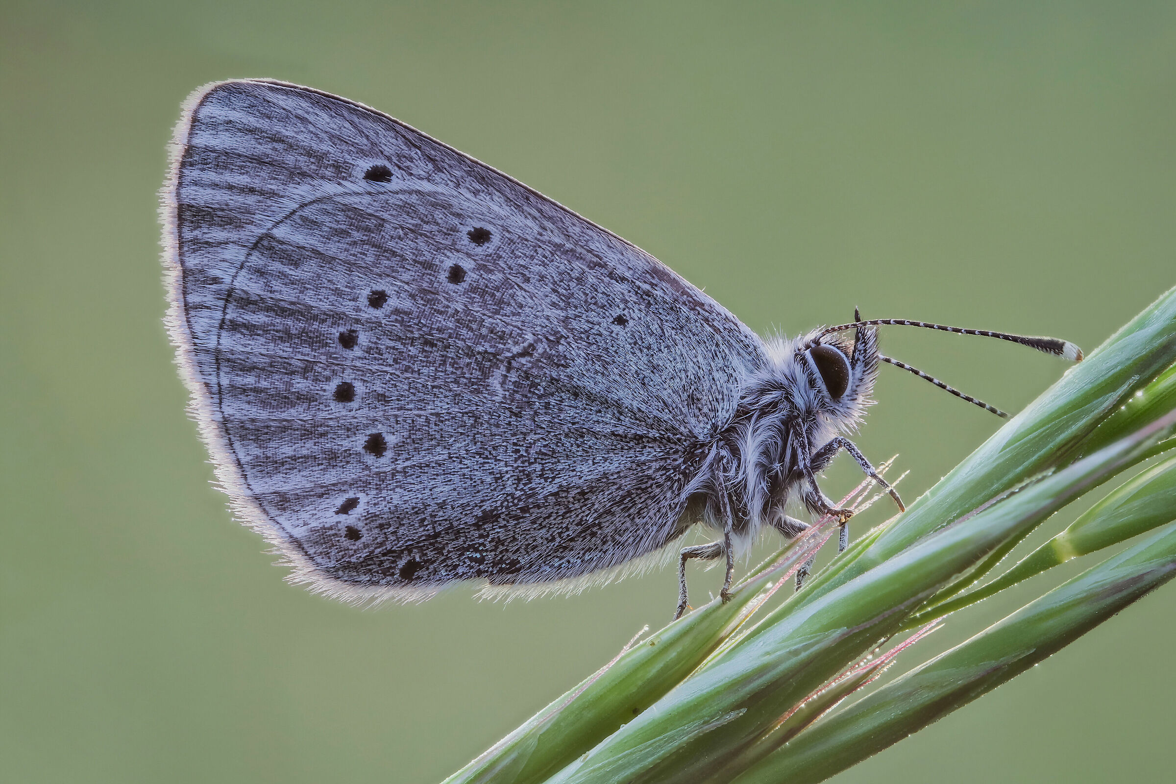Cupid minimus (maybe)