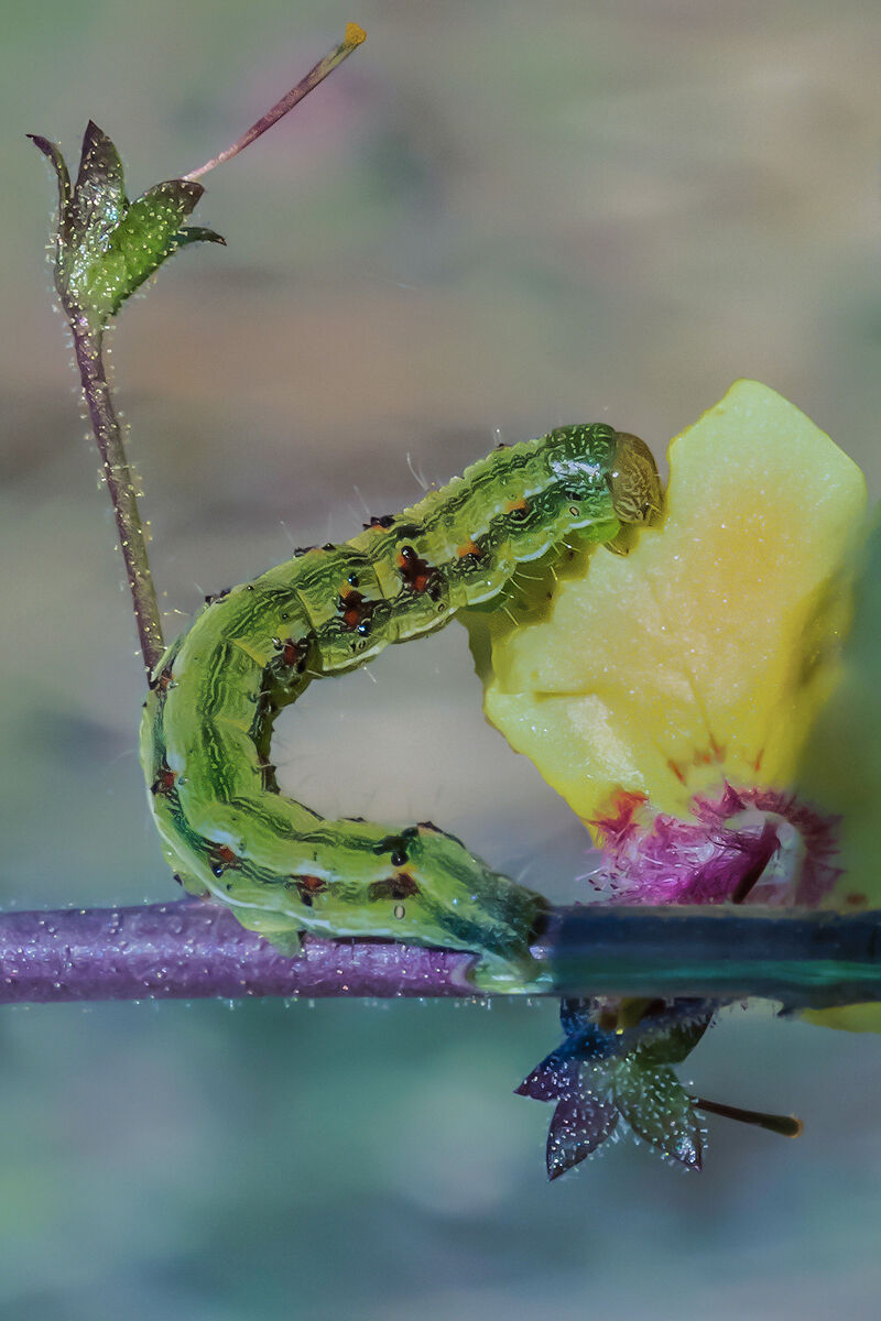Caterpillar of Helicoverpa armigera