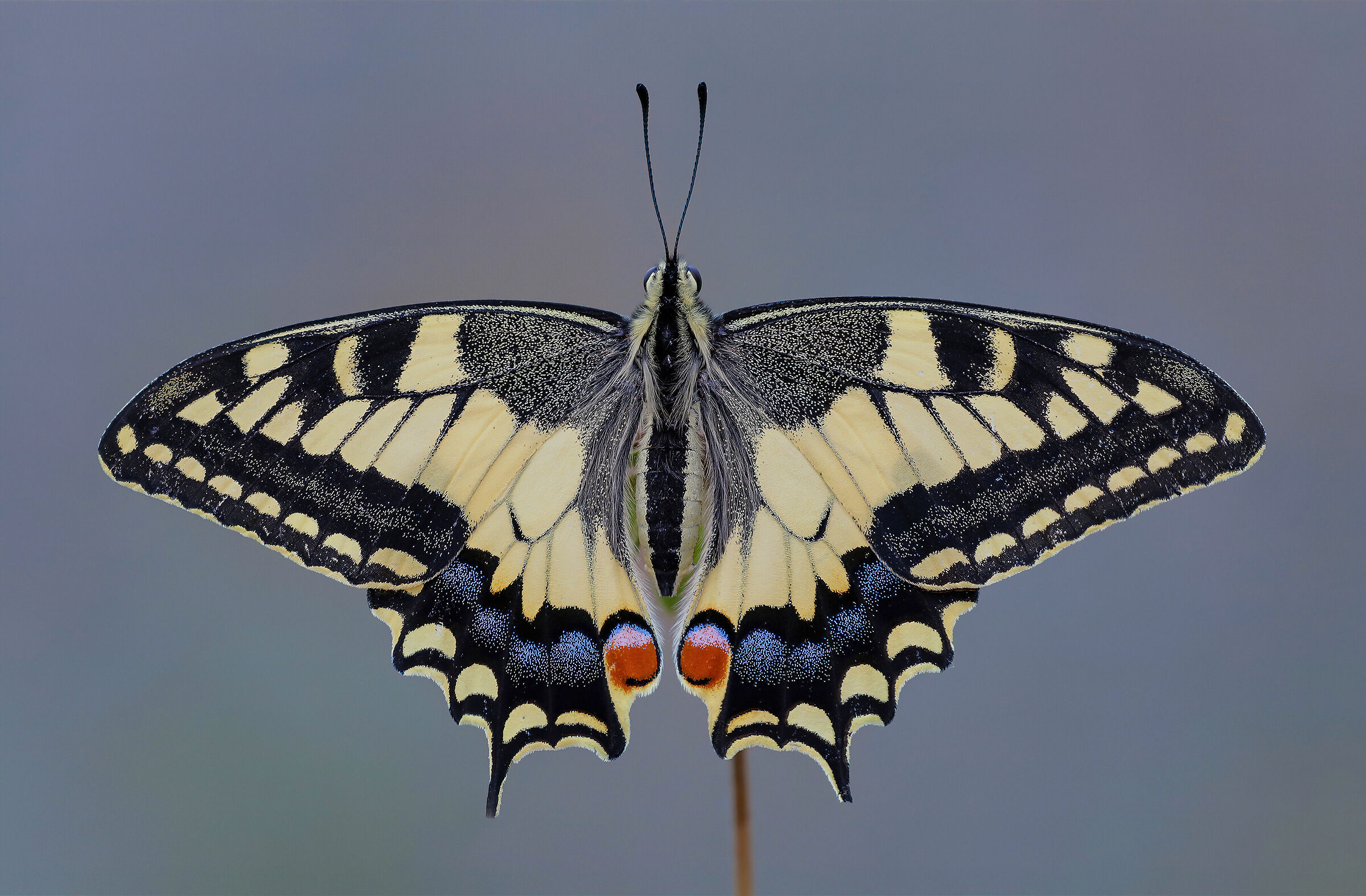 Papilio machaon