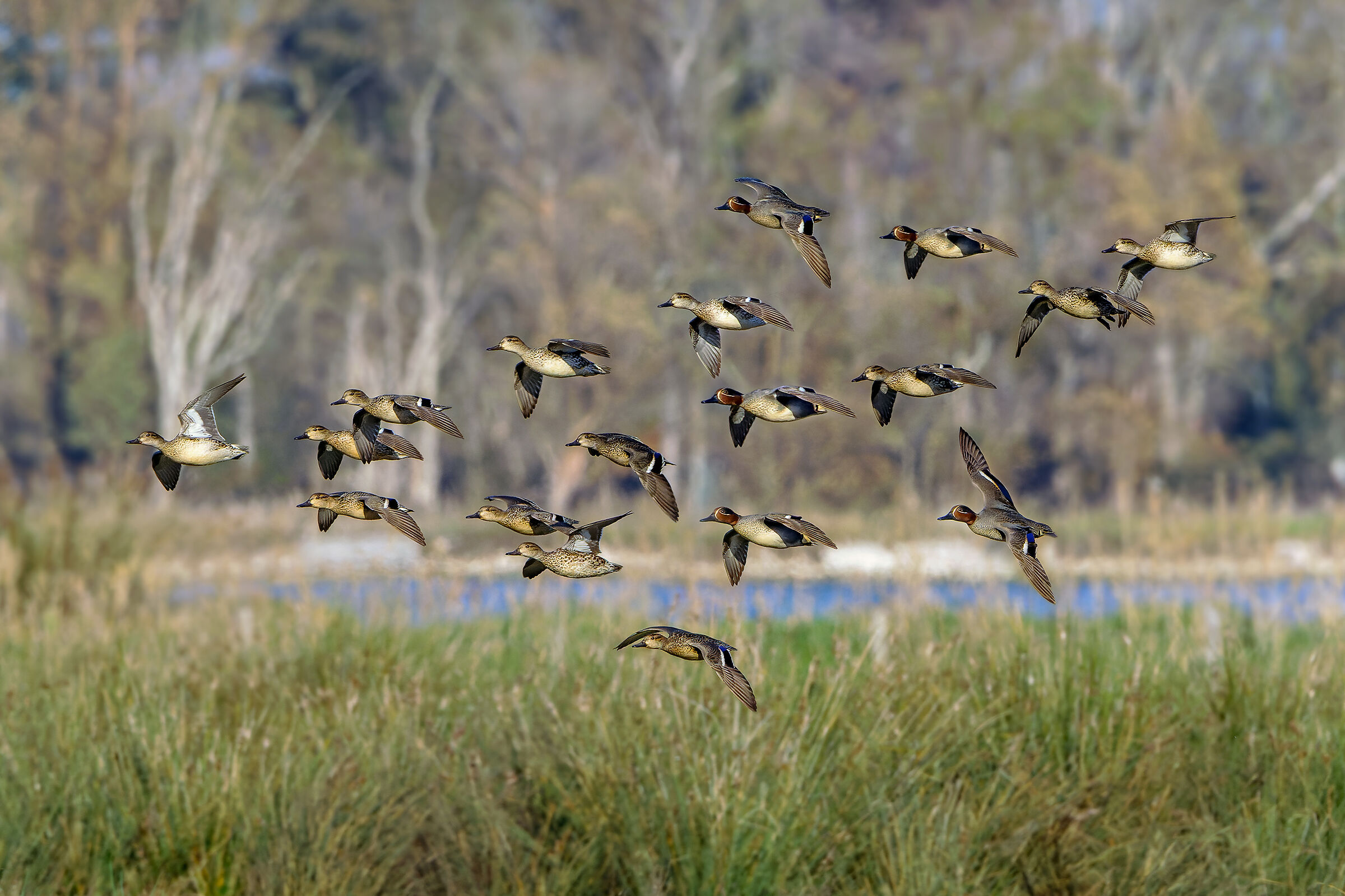 Nel loro ambiente naturale