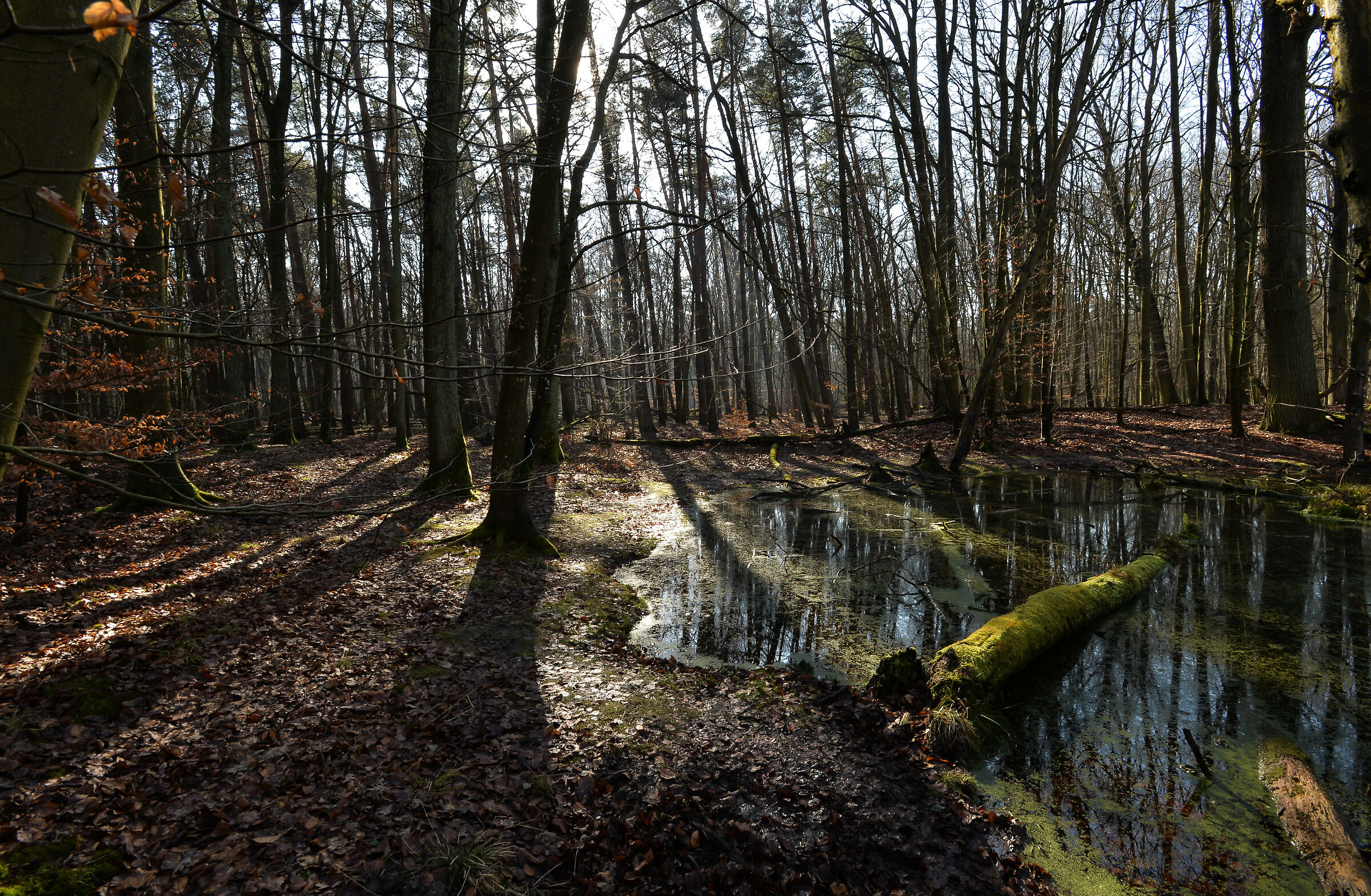 Foresta di Kabacki Febbraio 25, 2024 d