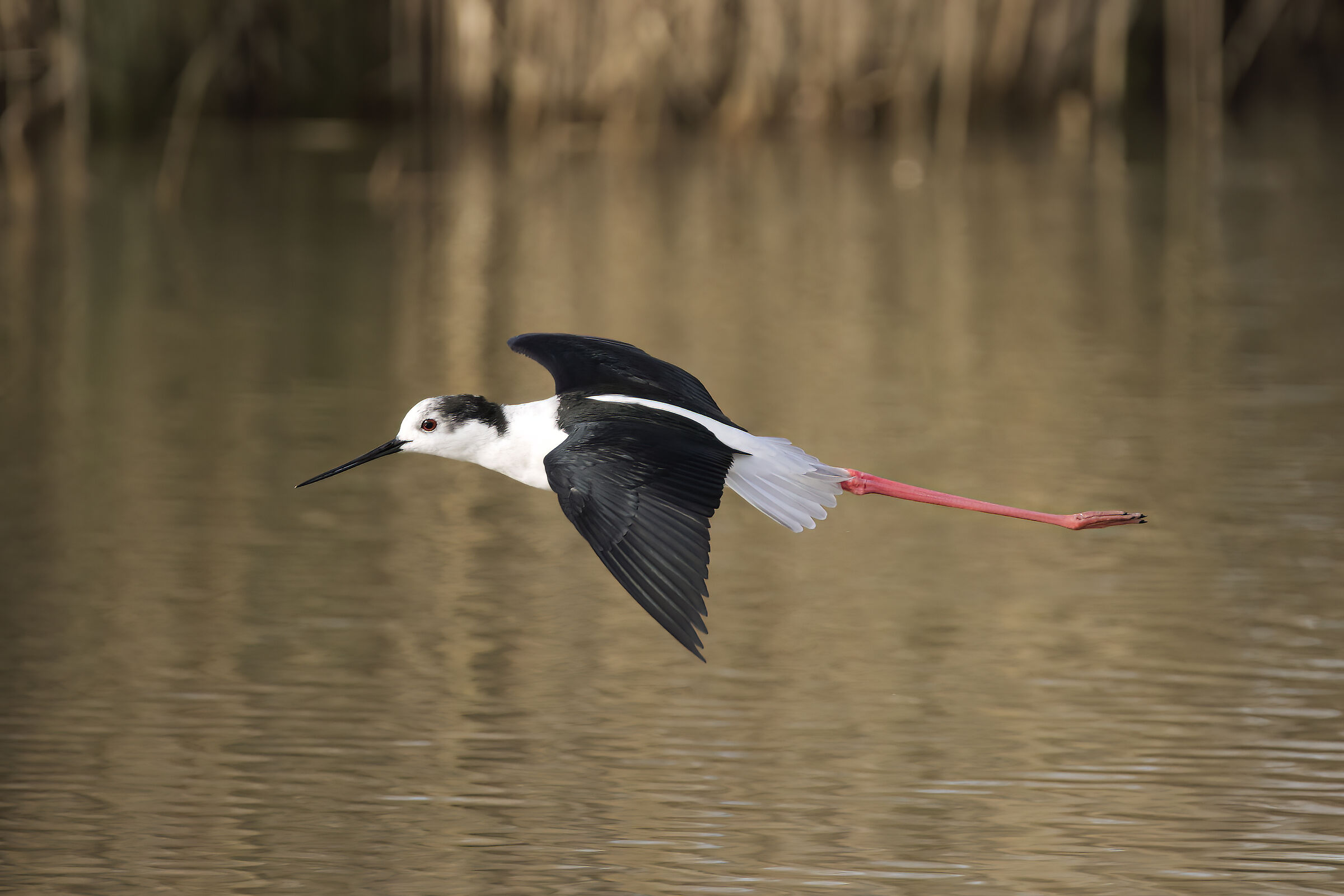 The Knight in Flight