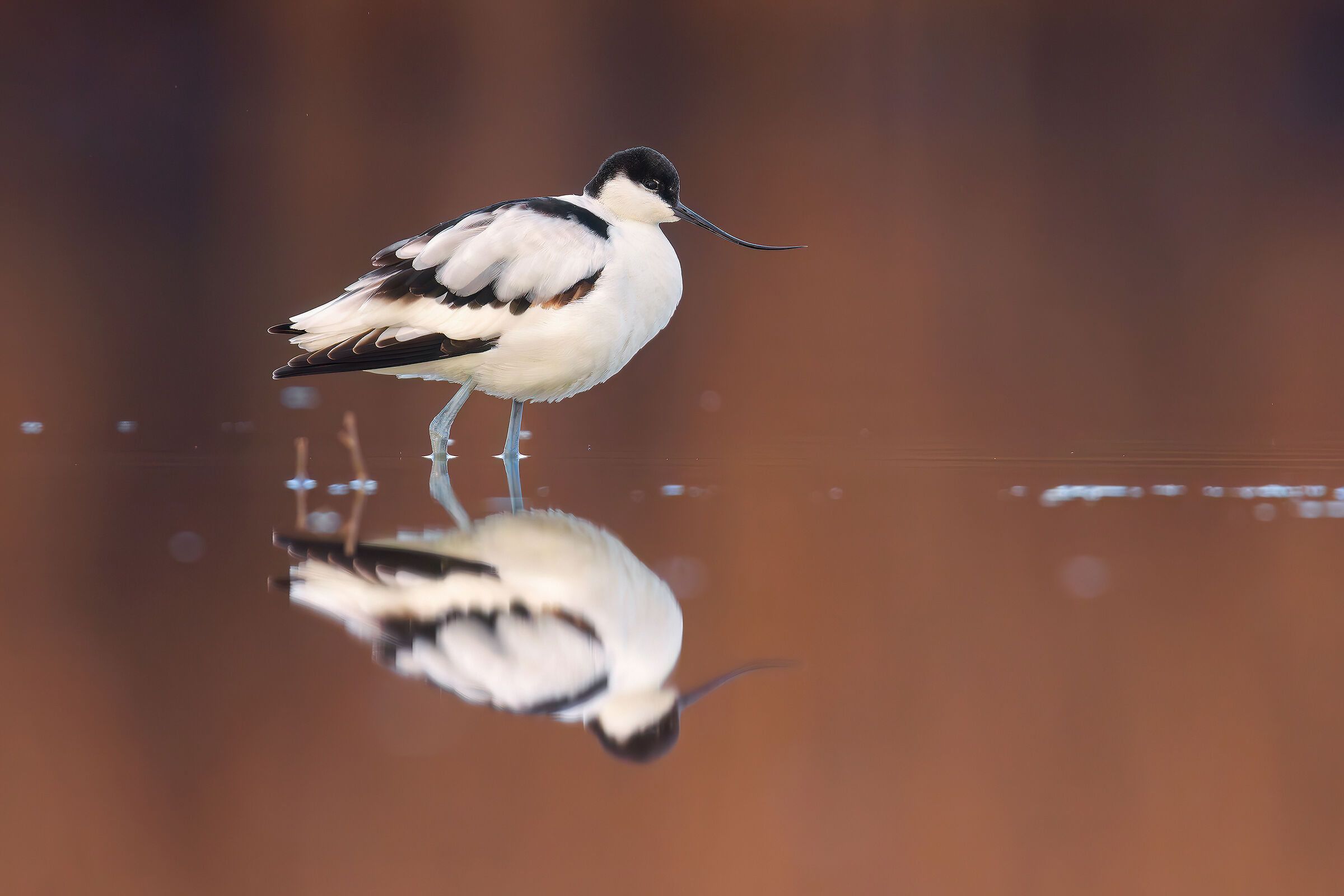 Avocet