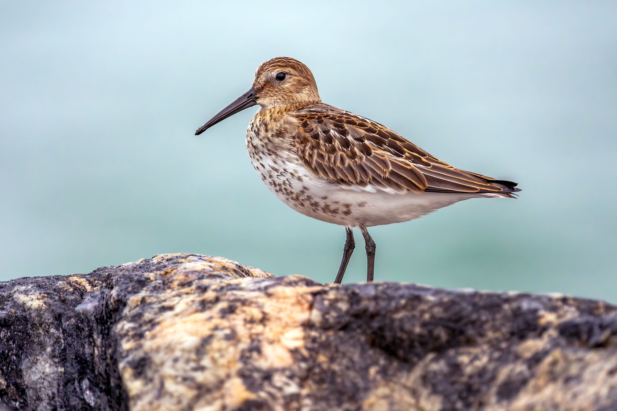 Piovanello Pancianera (?)