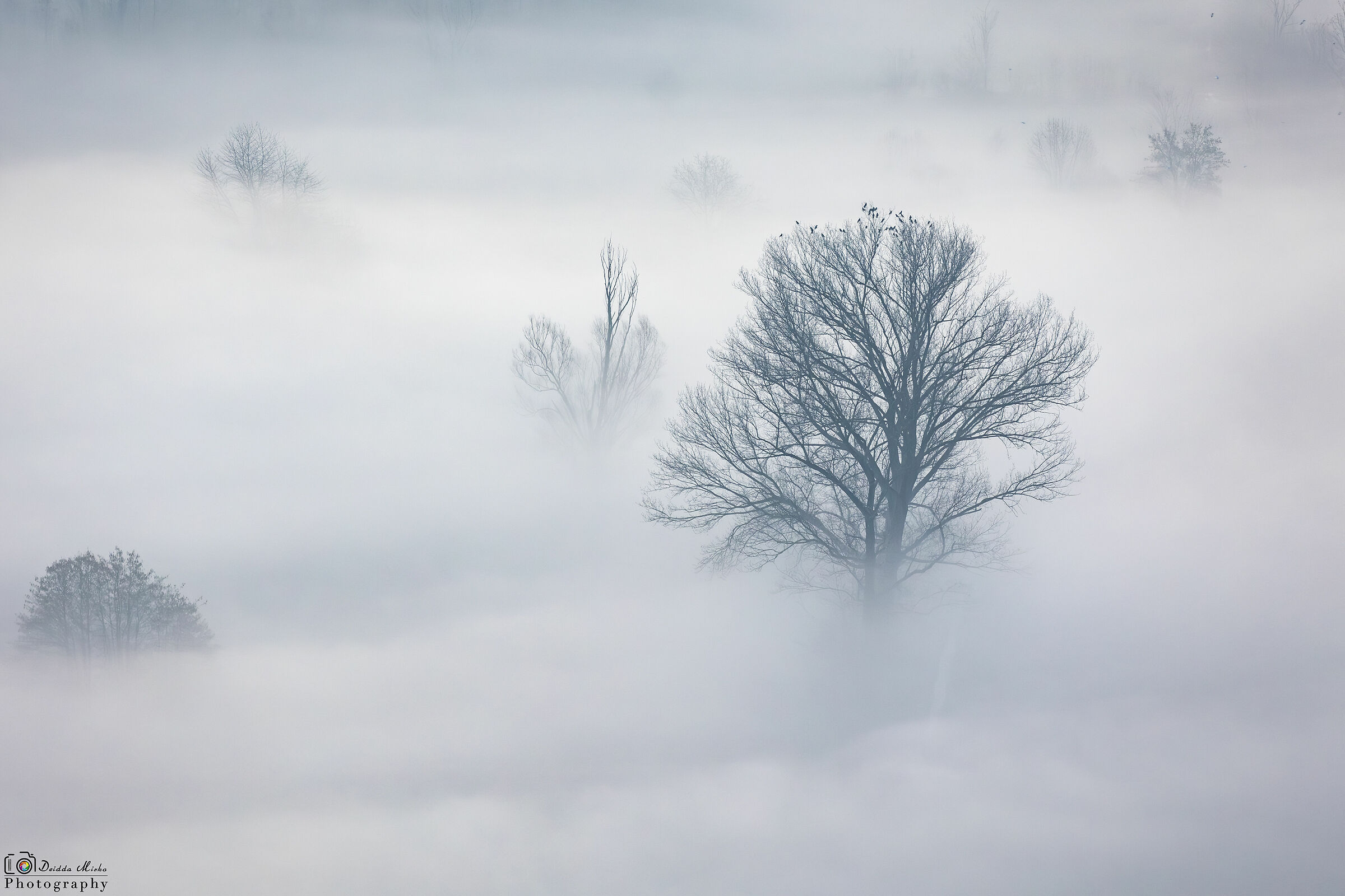 Immerso nella nebbia