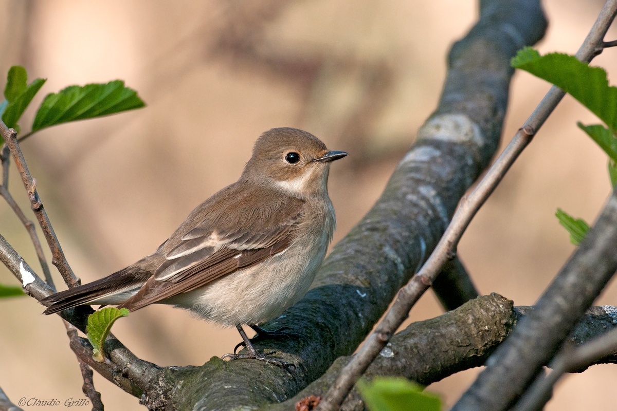 Flycatcher female